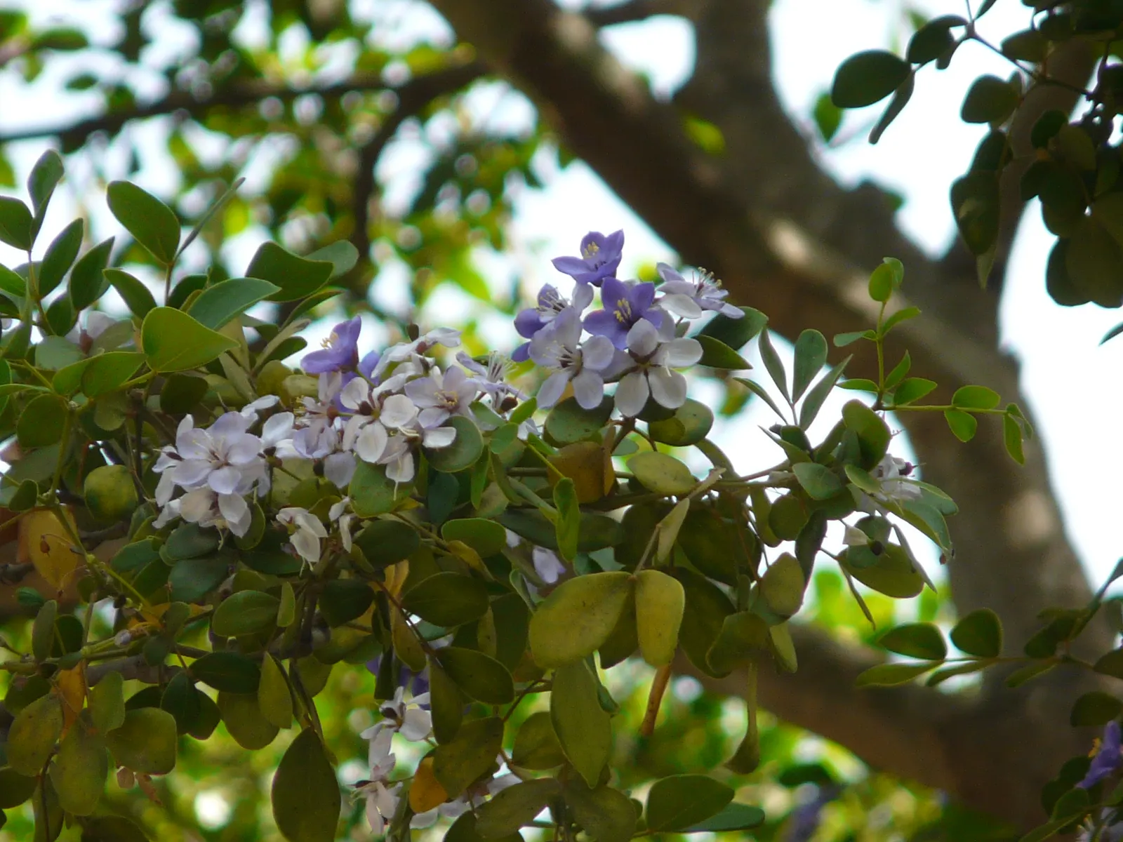 Guayacan (Guaiacum Coulteri) — the tree bears small yellow fruits