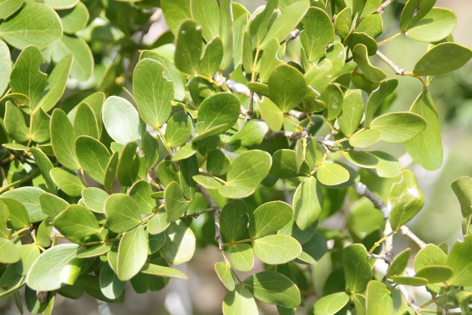 Guayacan (Guaiacum Coulteri) — Following the flowering period