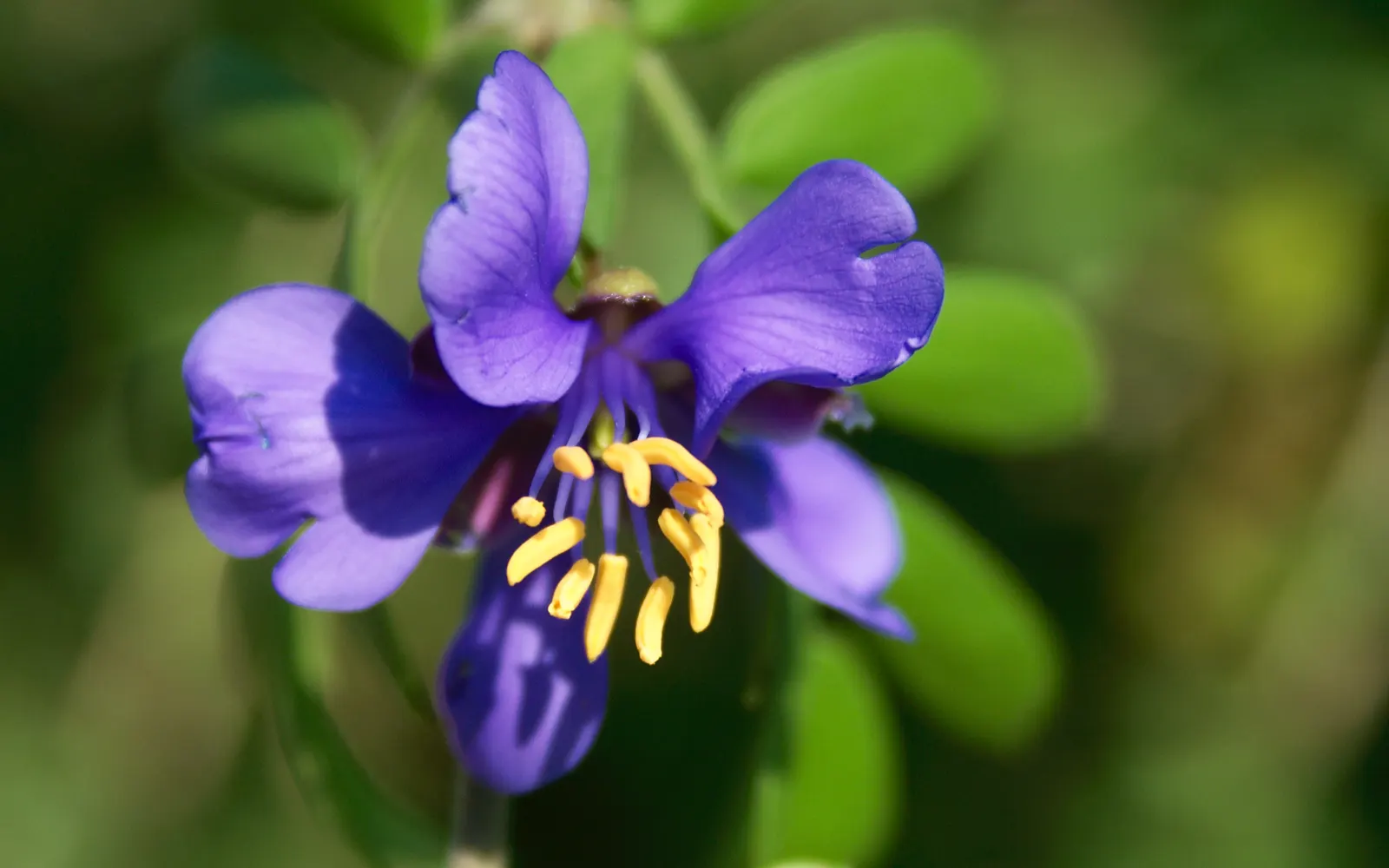 Guayacan (Guaiacum Coulteri) — commonly known as Guayacan