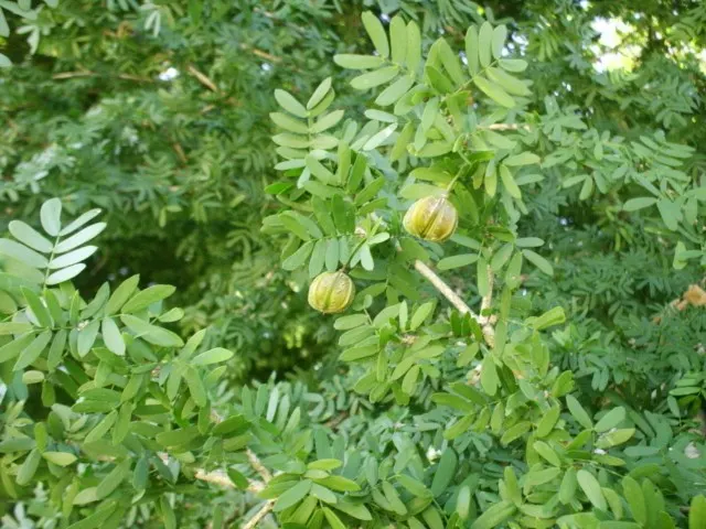 Guayacan (Guaiacum Coulteri) — it features gnarled branches