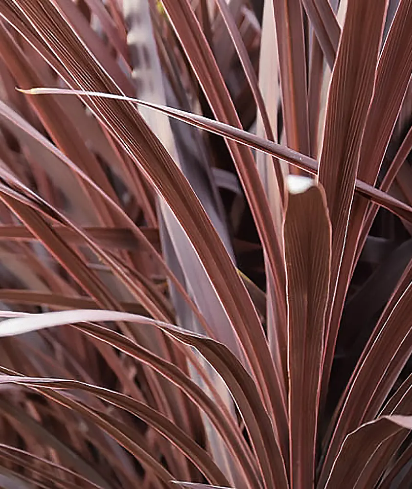 'Red Star' False Dracaena (Cordyline australis) — commonly referred to as 'Red Star' False Dracaena