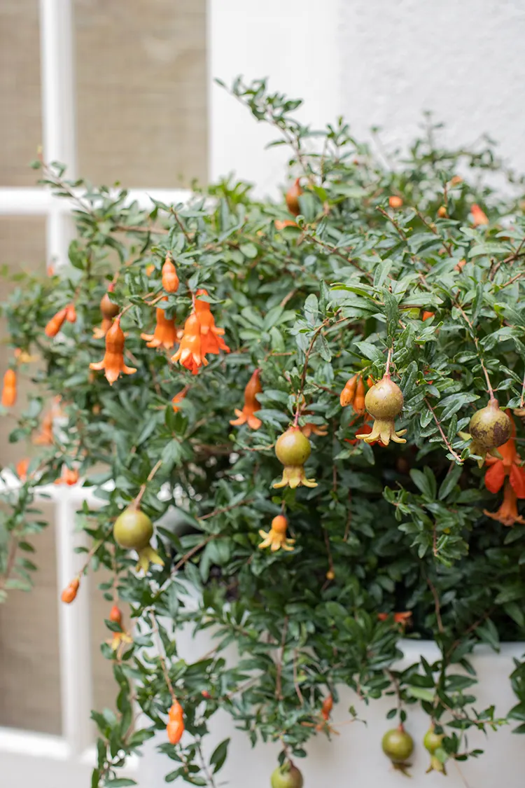 Peppy Le Pom™ Pomegranate (Punica granatum) — Plant in full sun with well-drained soil and average water; maintenance is easy
