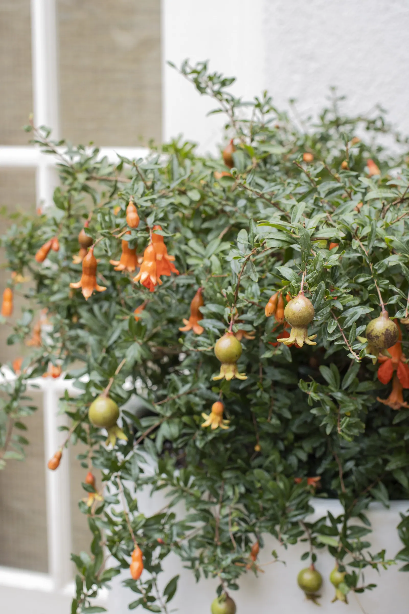Peppy Le Pom™ Pomegranate (Punica granatum) — and deer resistance is useful in the landscape