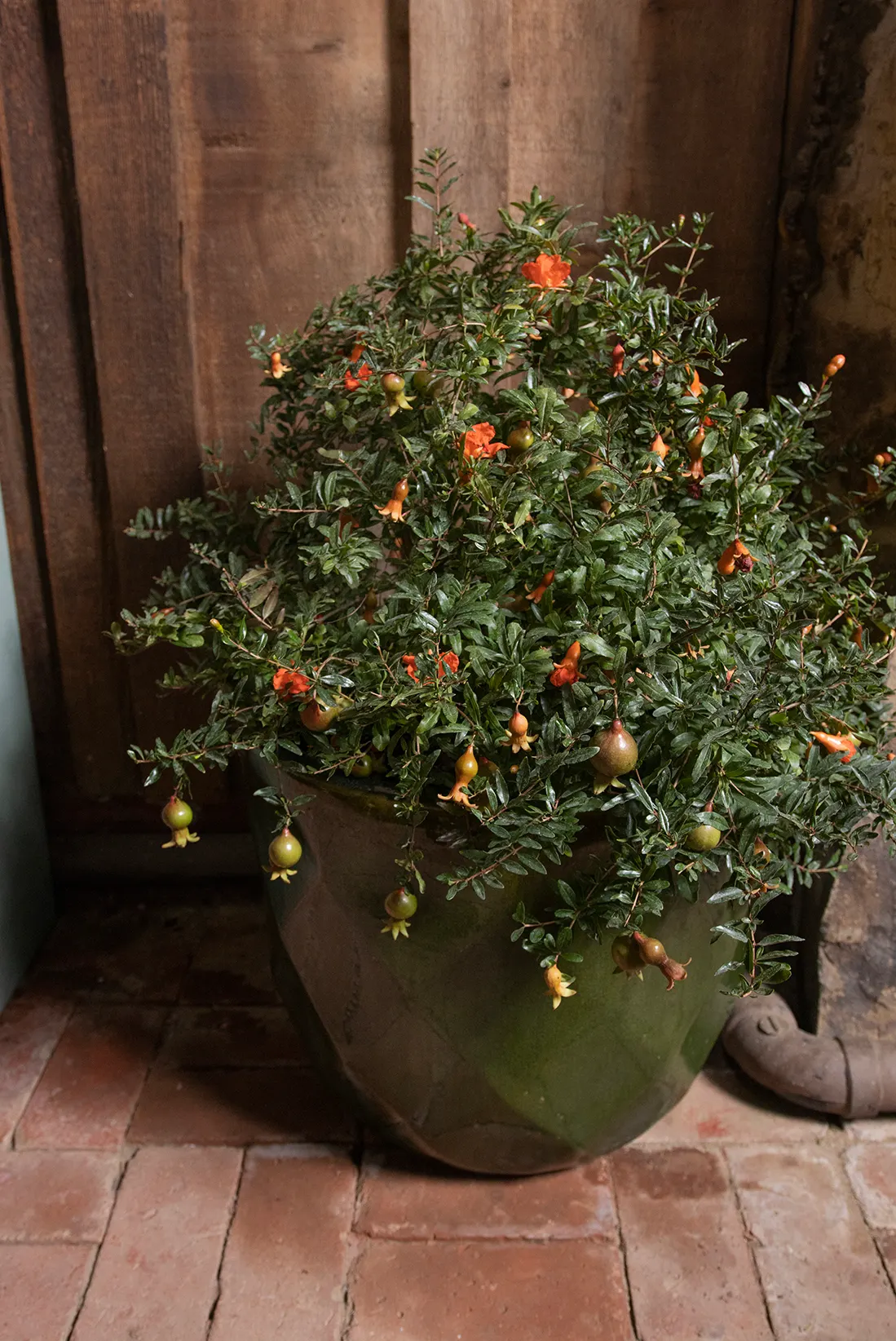 Peppy Le Pom™ Pomegranate (Punica granatum) — The Punica granatum Peppy Le Pom™