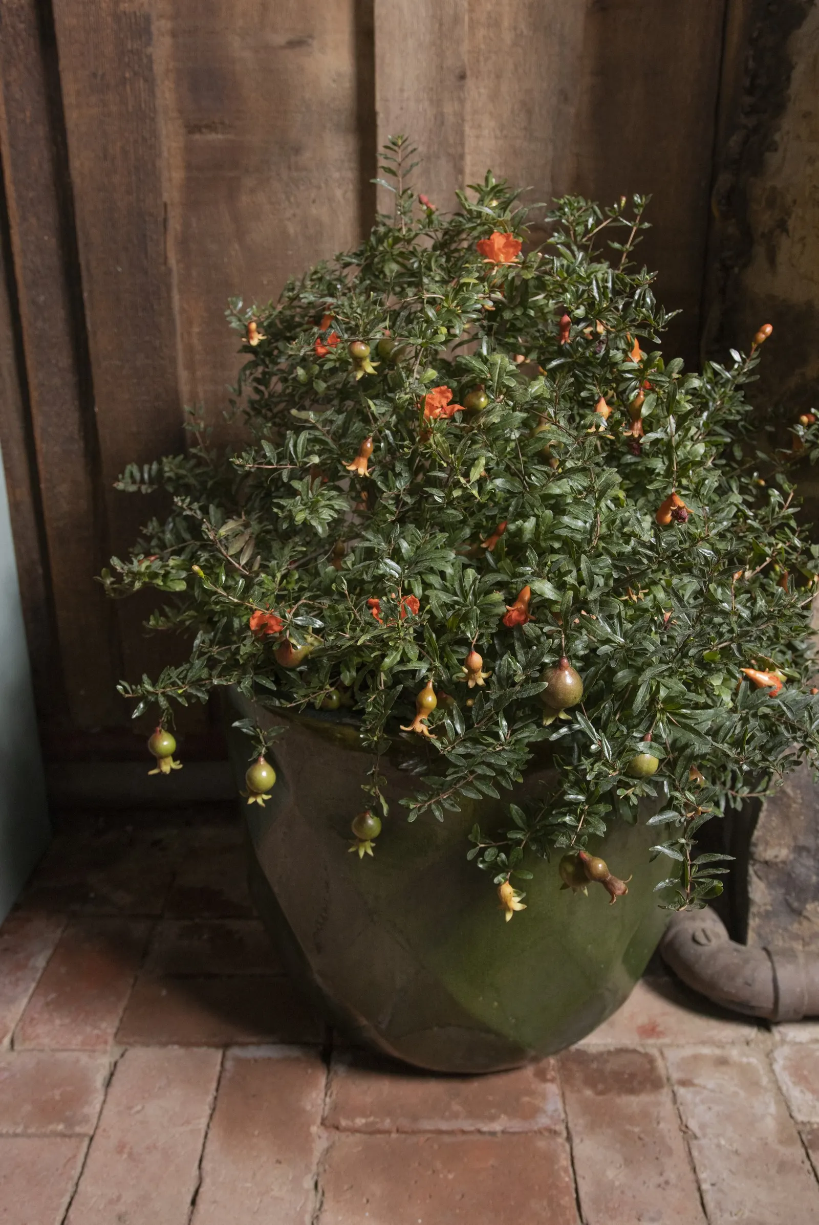Peppy Le Pom™ Pomegranate (Punica granatum) — Ideal for patio containers, borders, and focal points