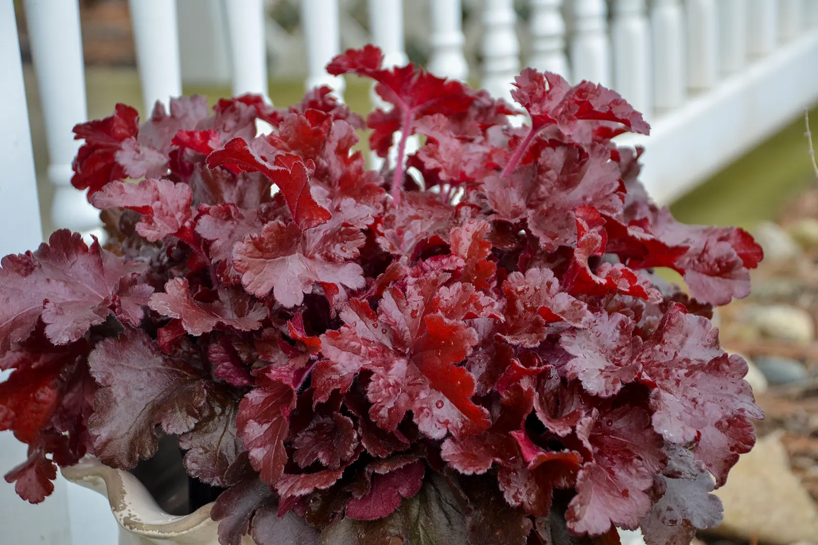 'Cherry Truffles' Coral Bells (Heuchera hybrid) — Proven Winners - Dolce® 'Cherry Truffles' - Coral Bells - Heuchera hybrid pink light pink plant, image 17