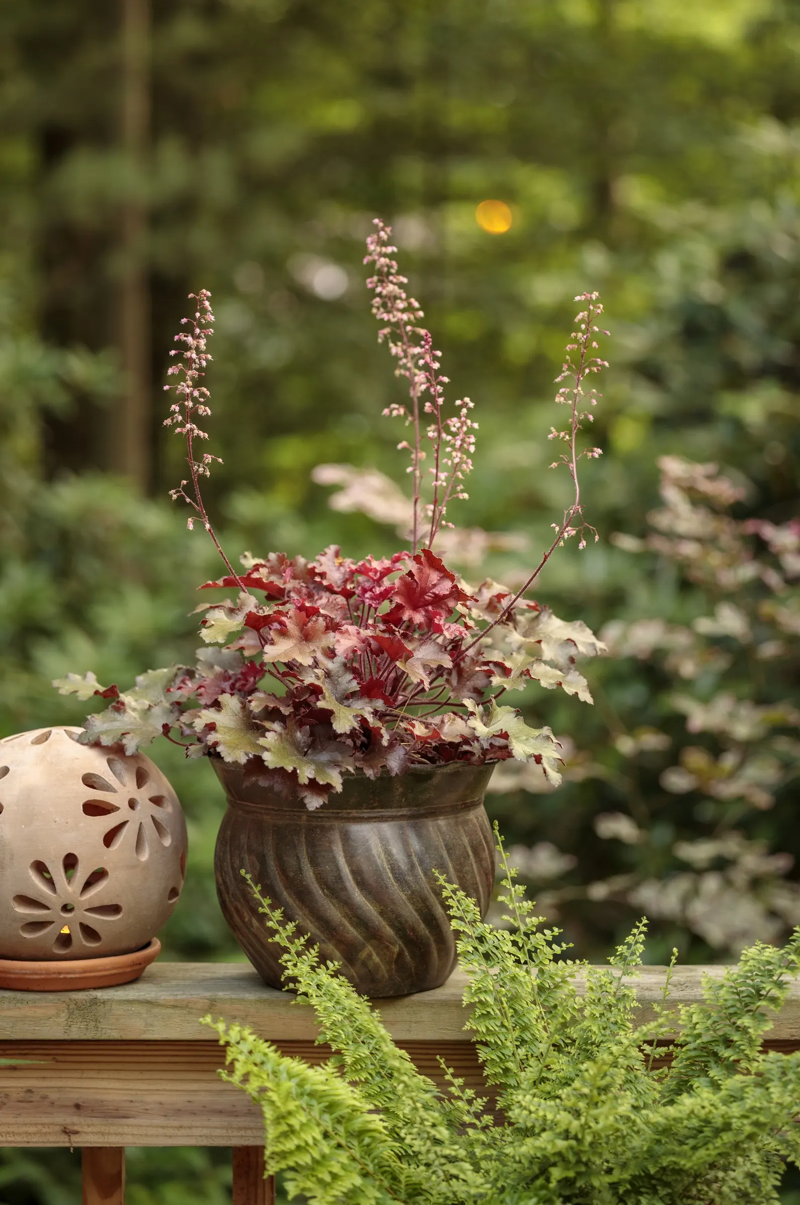'Cherry Truffles' Coral Bells (Heuchera hybrid) — Plant in humus-rich, well-drained soil