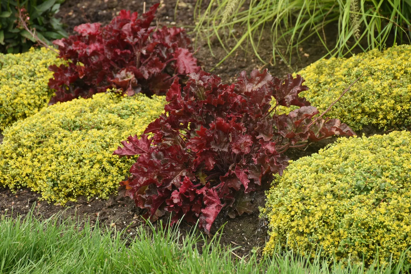 'Cherry Truffles' Coral Bells (Heuchera hybrid) — Plant in humus-rich, well-drained soil; trim back tattered foliage in early spring