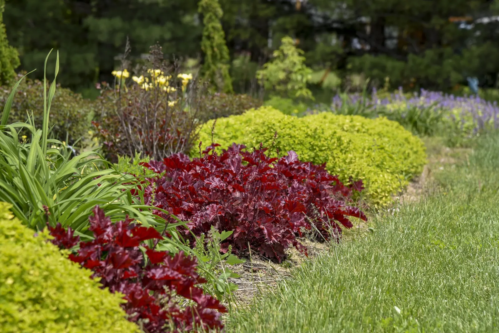 'Cherry Truffles' Coral Bells (Heuchera hybrid) — Perfect in sun or shade., Thrives in part shade but will grow in sun or shade