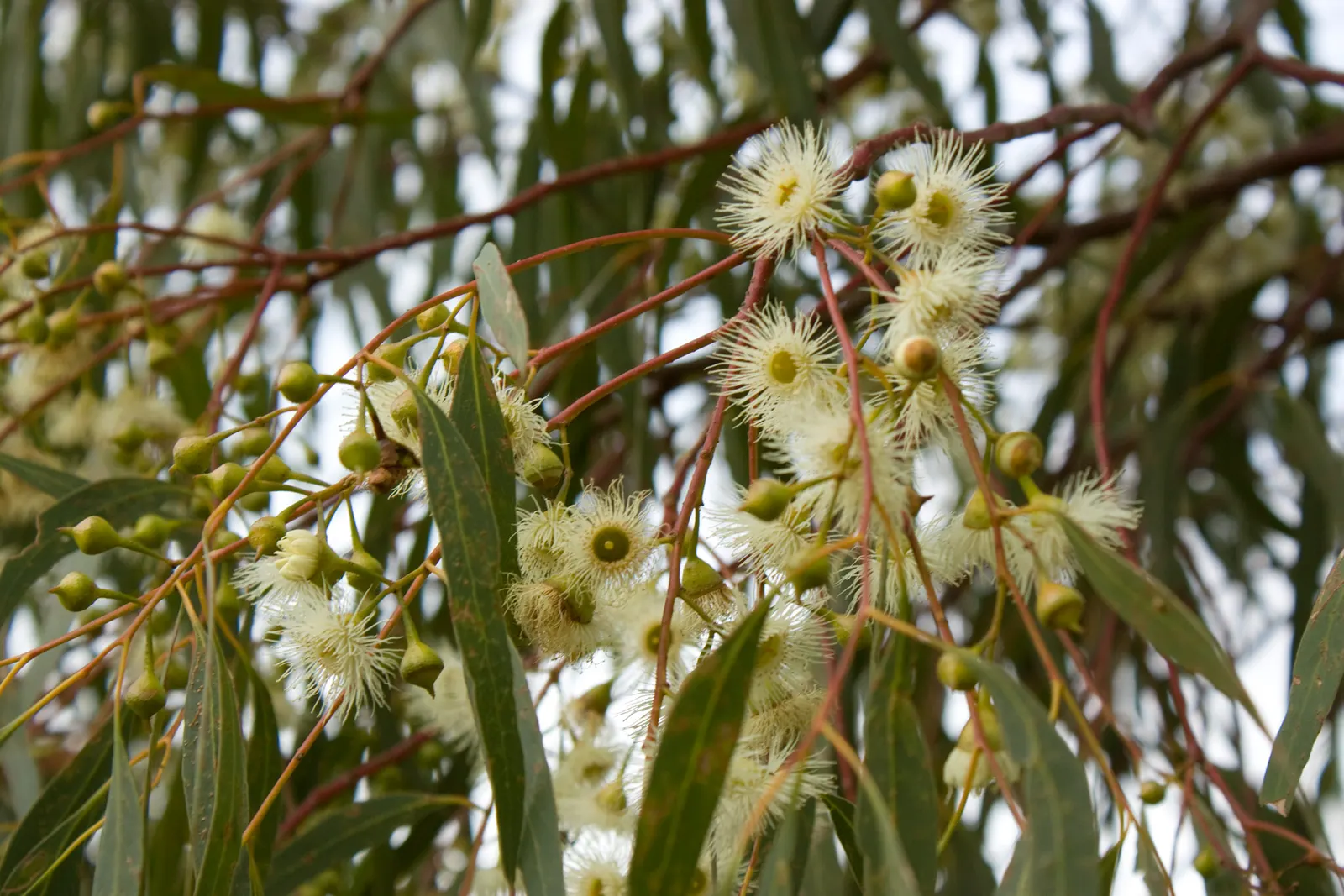 Flooded Gum (Eucalyptus Rudis) — and its white flowers attract pollinators