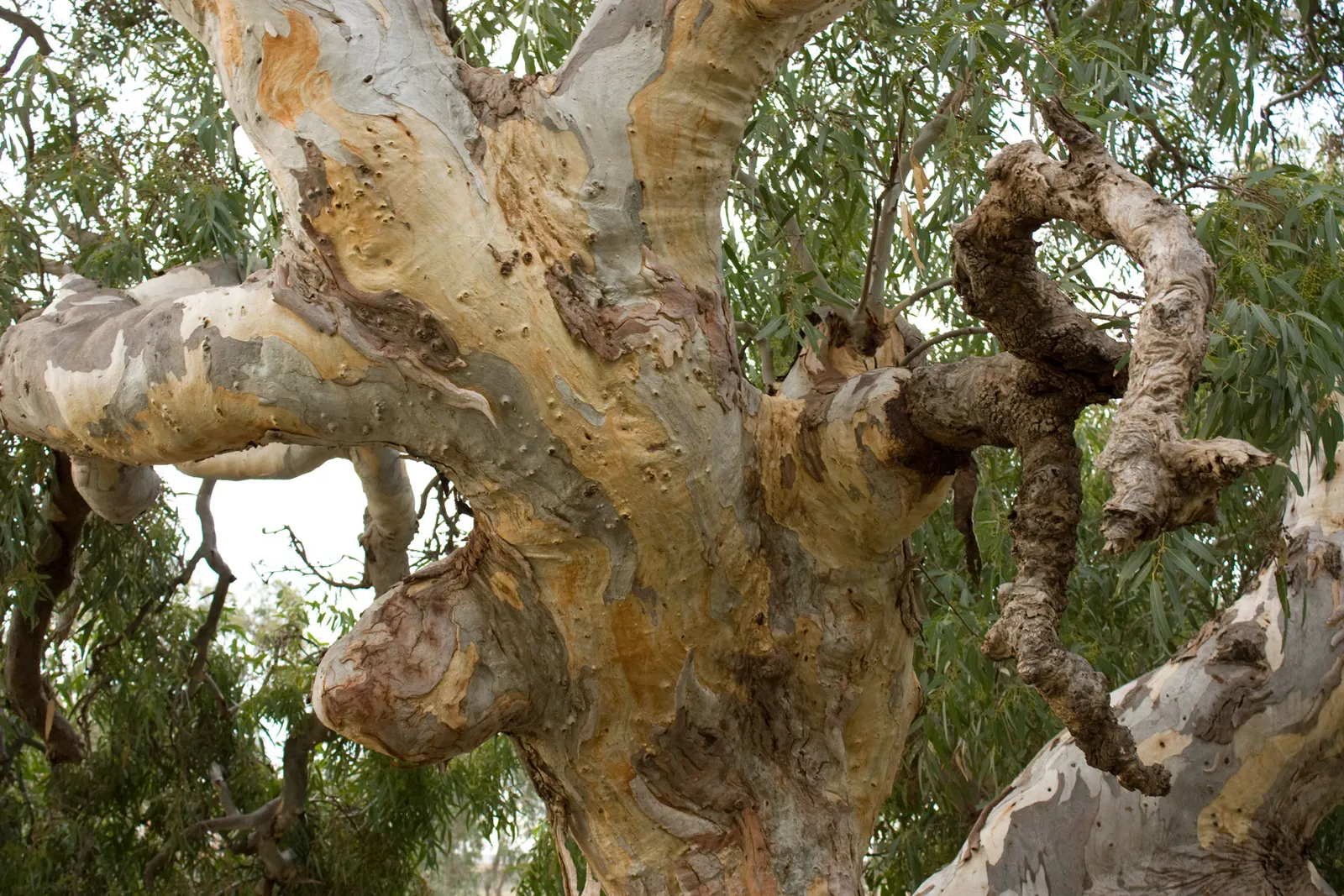 Flooded Gum (Eucalyptus Rudis) — As a landscape architect assistant