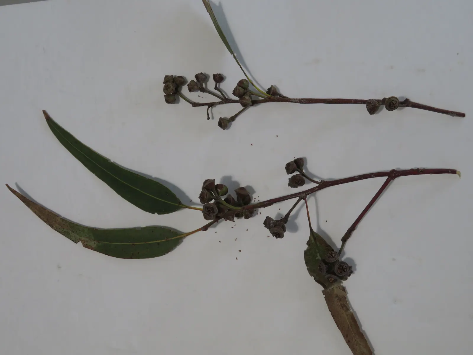 Flooded Gum (Eucalyptus Rudis) — enhancing biodiversity in the landscape