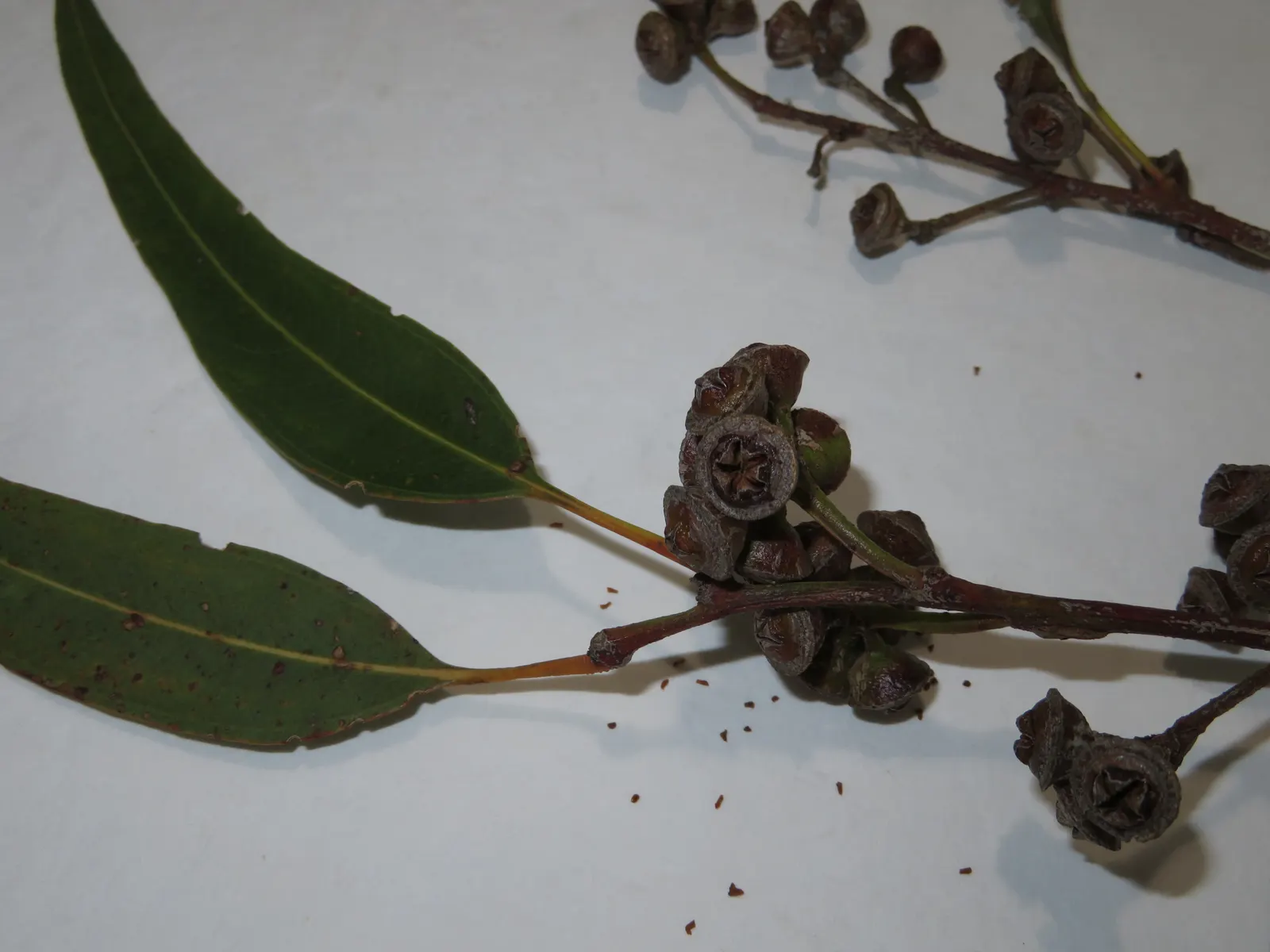 Flooded Gum (Eucalyptus Rudis) — Tolerant of waterlogged soils