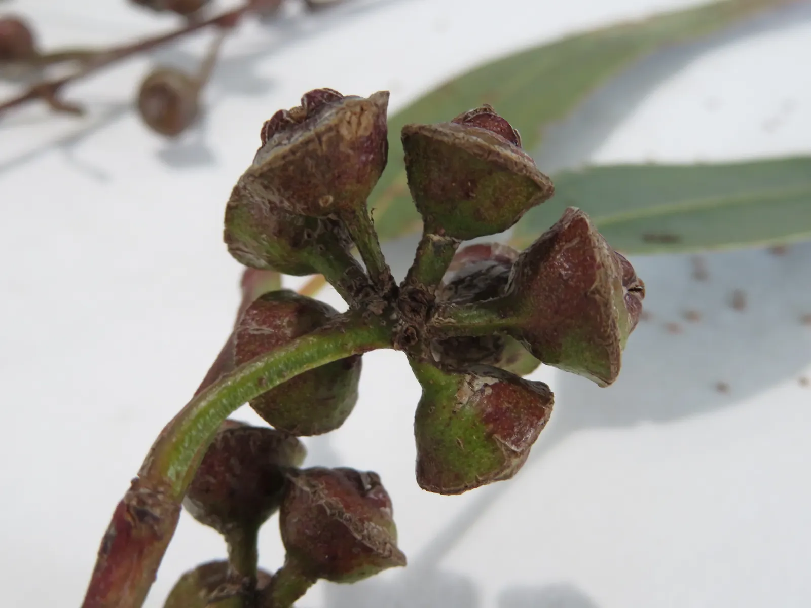 Flooded Gum (Eucalyptus Rudis) — It is highly tolerant of periodic flooding