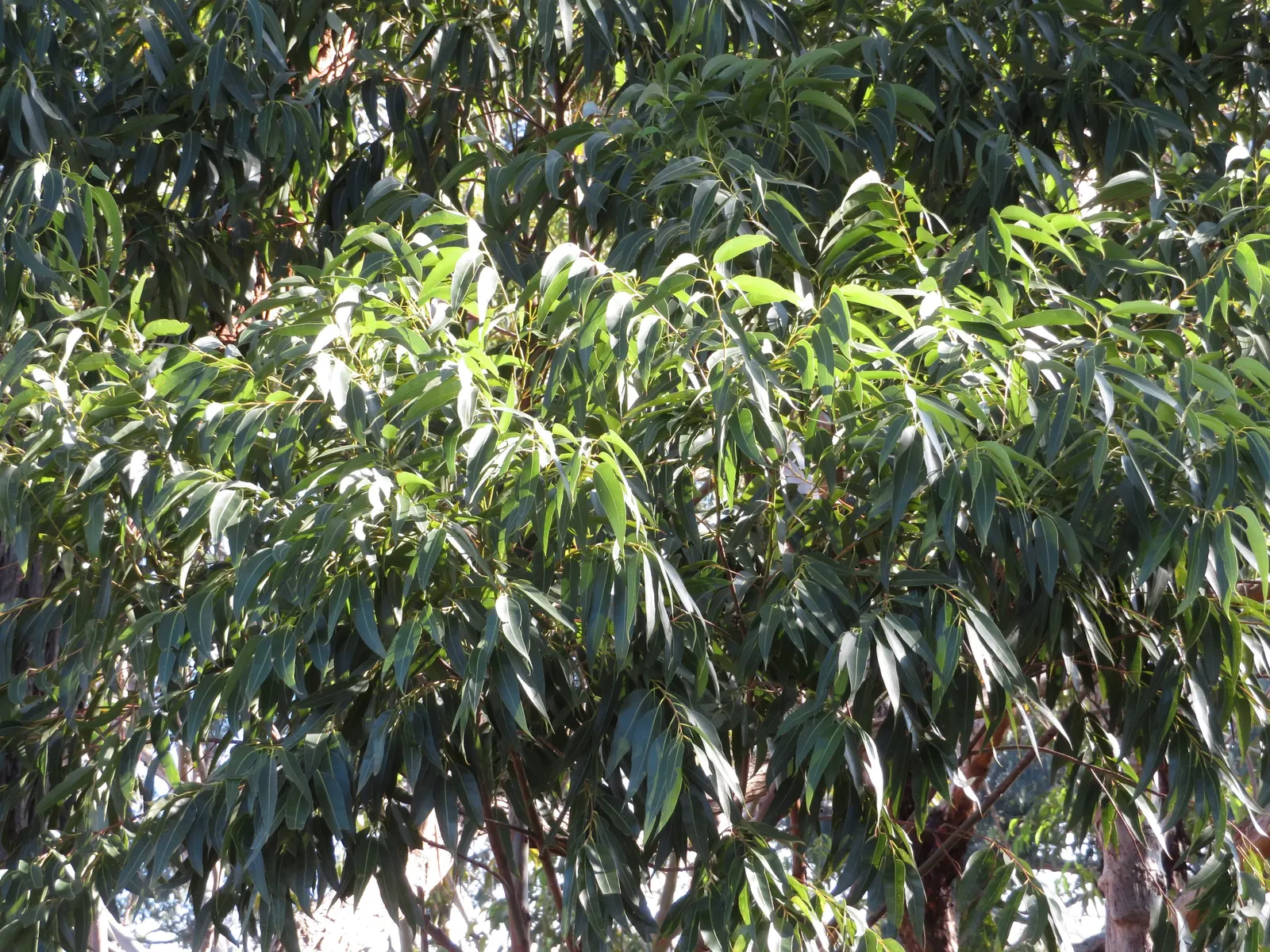 Flooded Gum (Eucalyptus Rudis) — Its trunk has a characteristic smooth texture