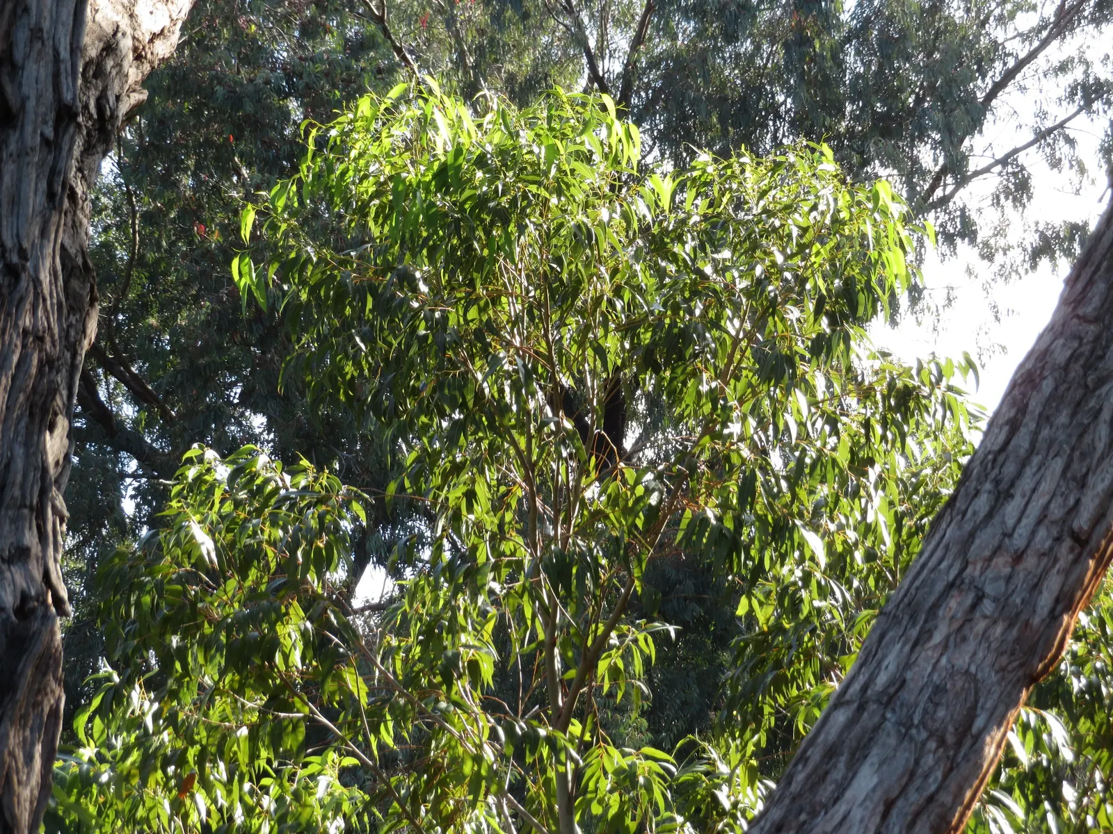 Flooded Gum (Eucalyptus Rudis) — Its smooth, gray-brown bark peels away in summer, revealing a fresh layer beneath