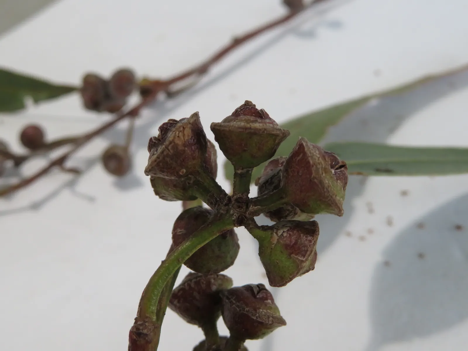 Flooded Gum (Eucalyptus Rudis) — particularly bees and birds.<br><br>Eucalyptus rudis thrives in a range of soil types