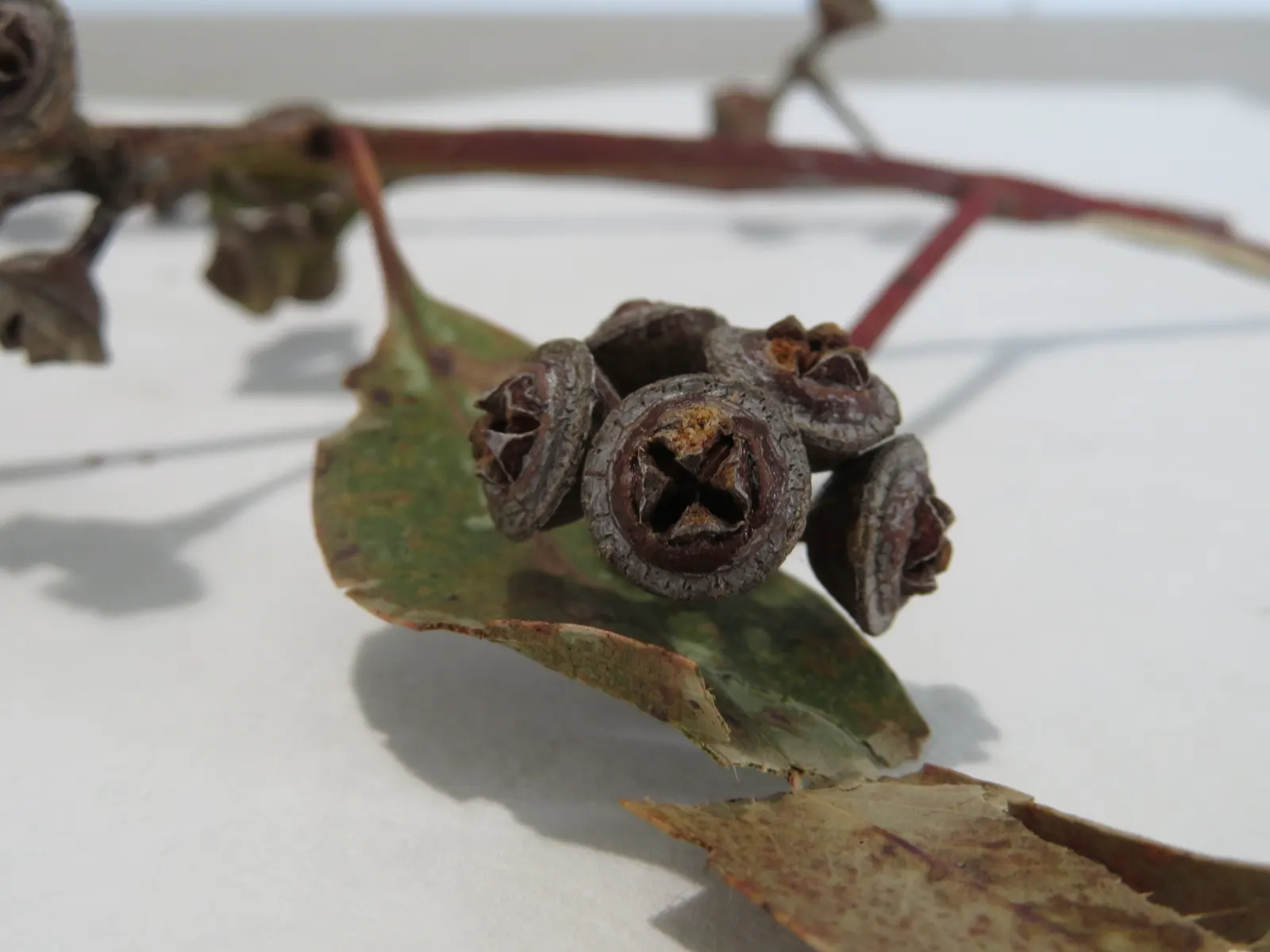 Flooded Gum (Eucalyptus Rudis) — the Flooded Gum should be planted in full sun