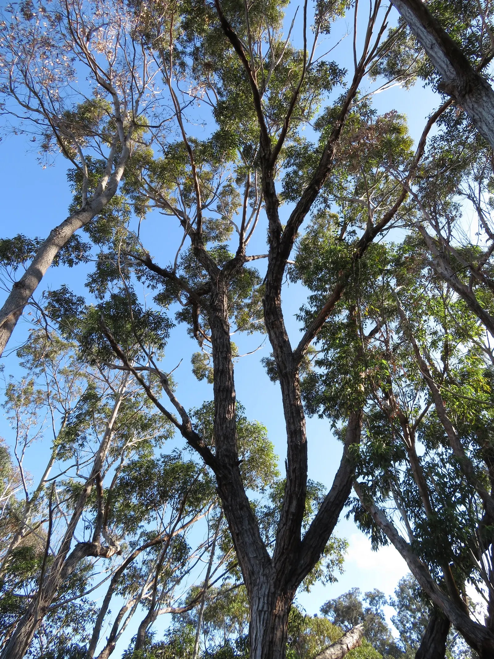 Flooded Gum (Eucalyptus Rudis) — eucalyptus scent when crushed