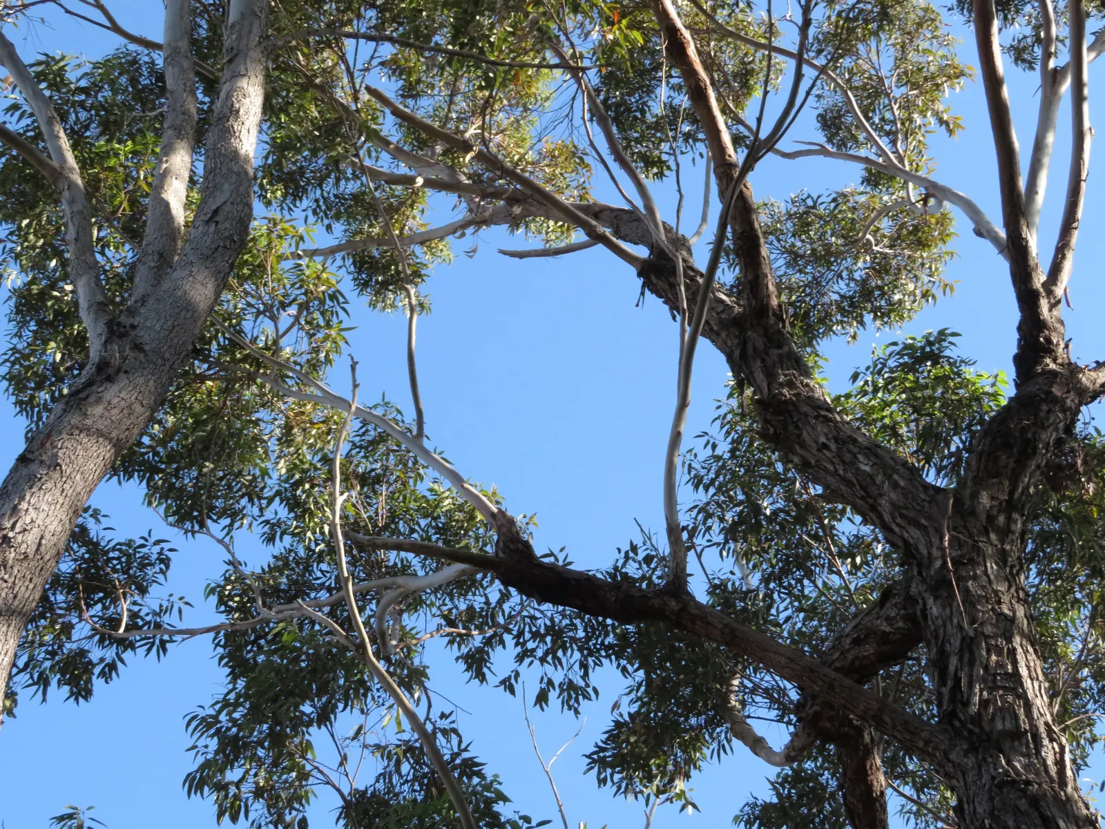 Flooded Gum (Eucalyptus Rudis) — providing both ornamental appeal and a source of nectar for local wildlife