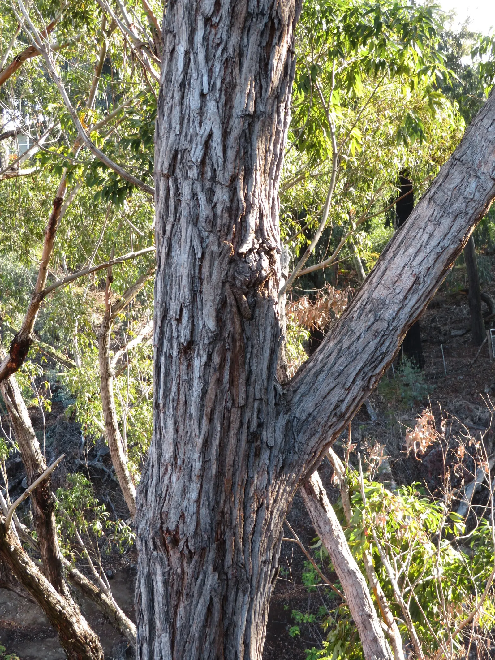 Flooded Gum (Eucalyptus Rudis) — This eucalypt is also drought-resistant once established