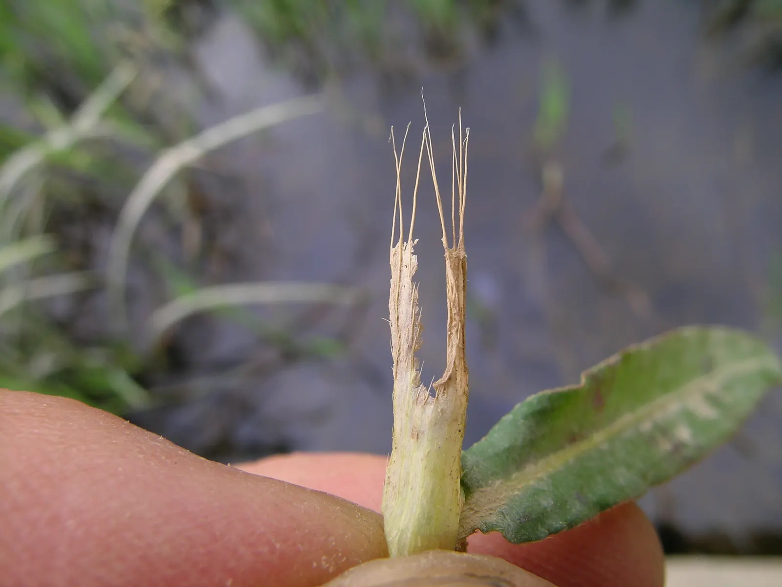 Flooded Gum (Eucalyptus Rudis) — Eucalyptus rudis, commonly known as Flooded Gum, is a robust, fast-growing Australian native
