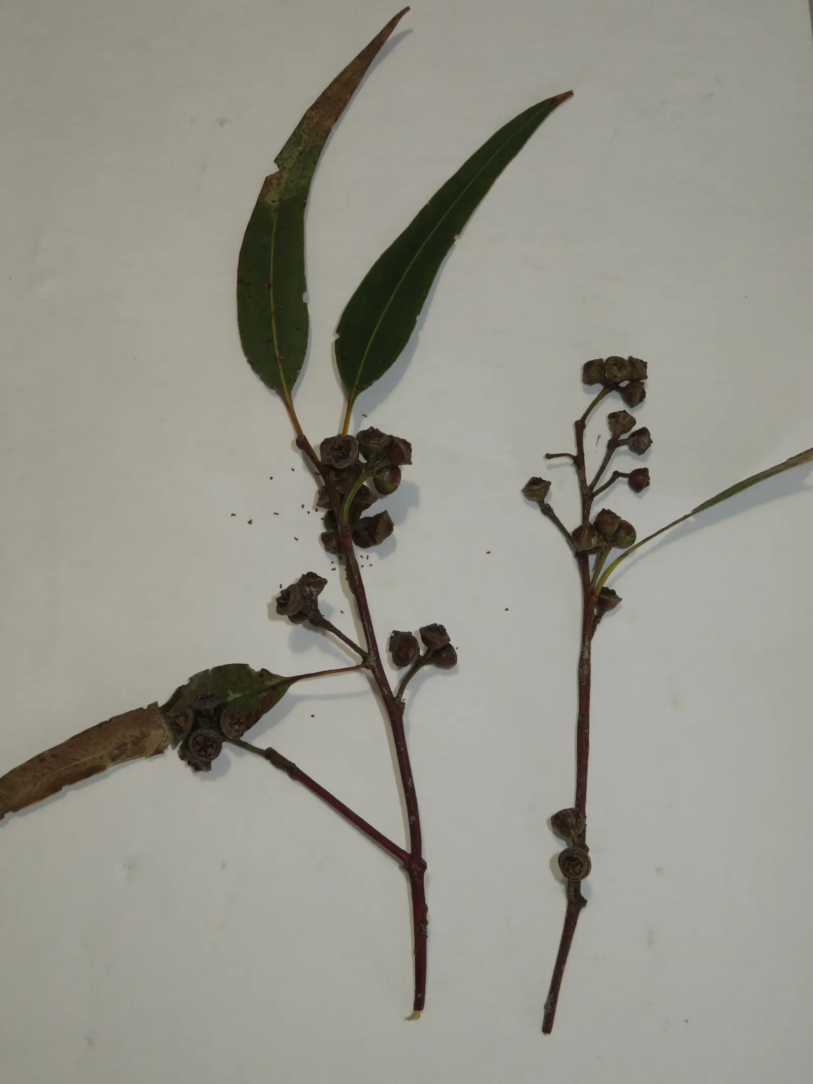 Flooded Gum (Eucalyptus Rudis) — shedding in ribbons to reveal a patchwork of gray