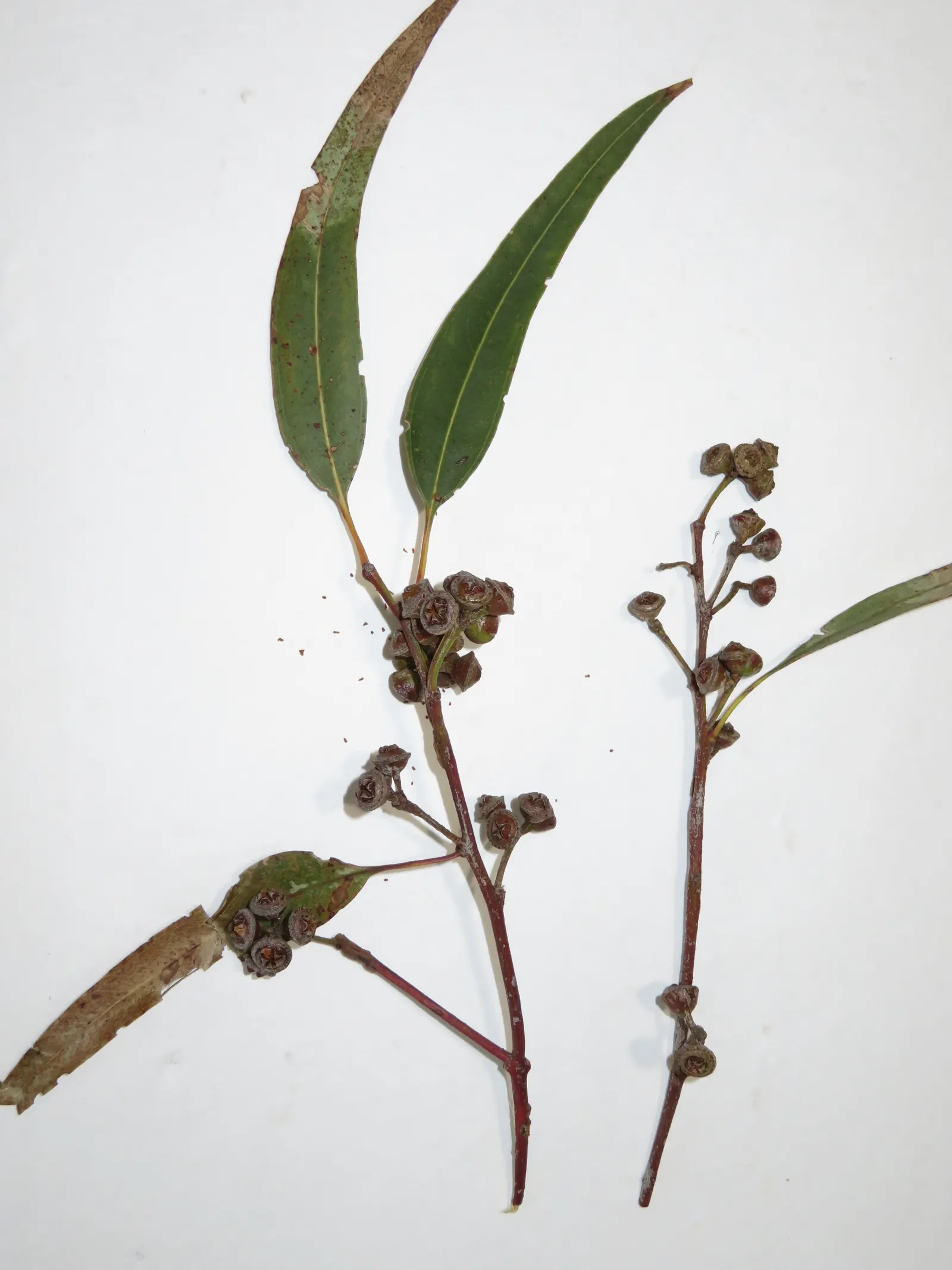 Flooded Gum (Eucalyptus Rudis) — is a highly versatile and hardy tree native to the southwestern regions of Australia