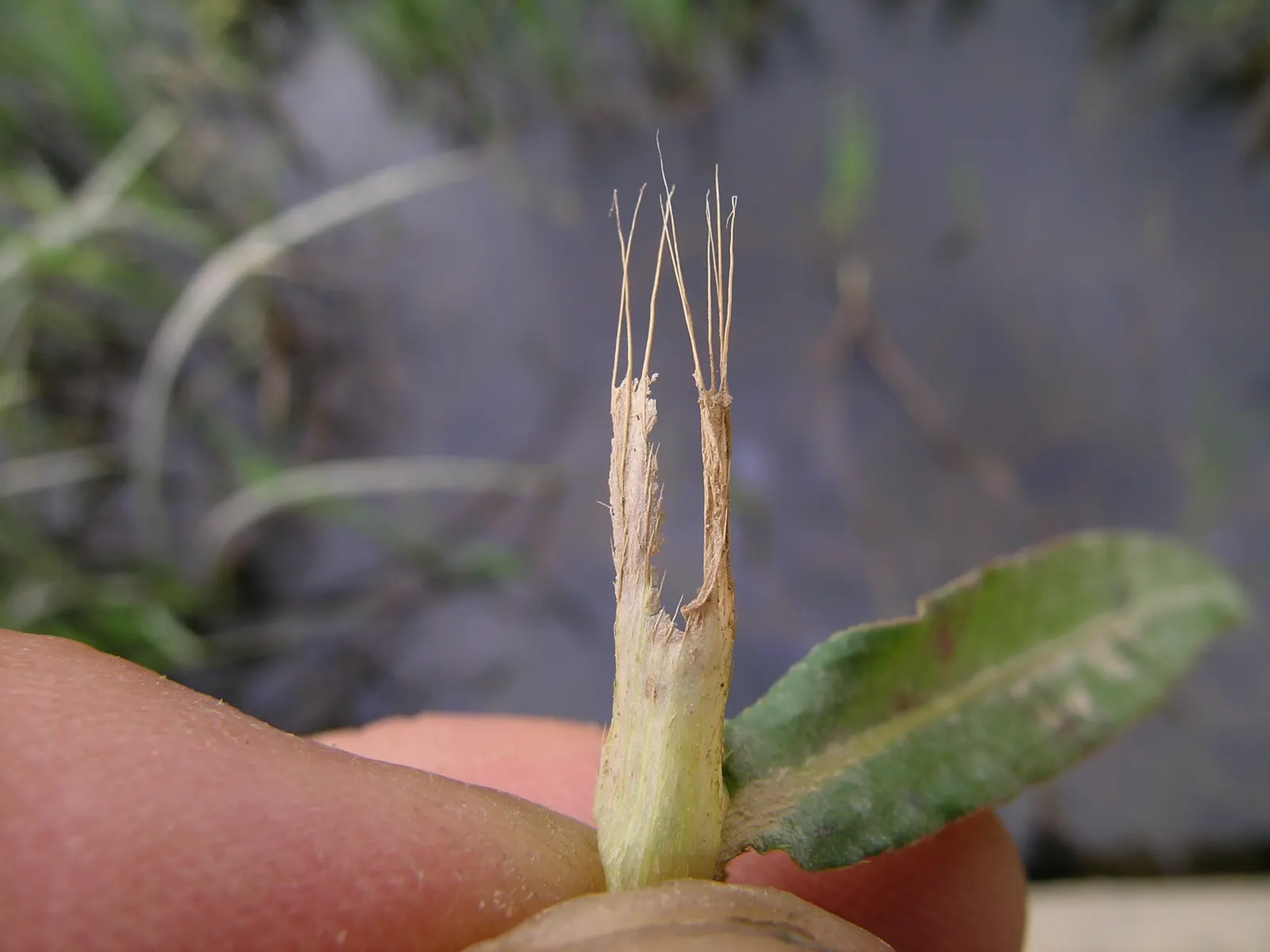Flooded Gum (Eucalyptus Rudis) — making this species a robust choice for varied landscapes