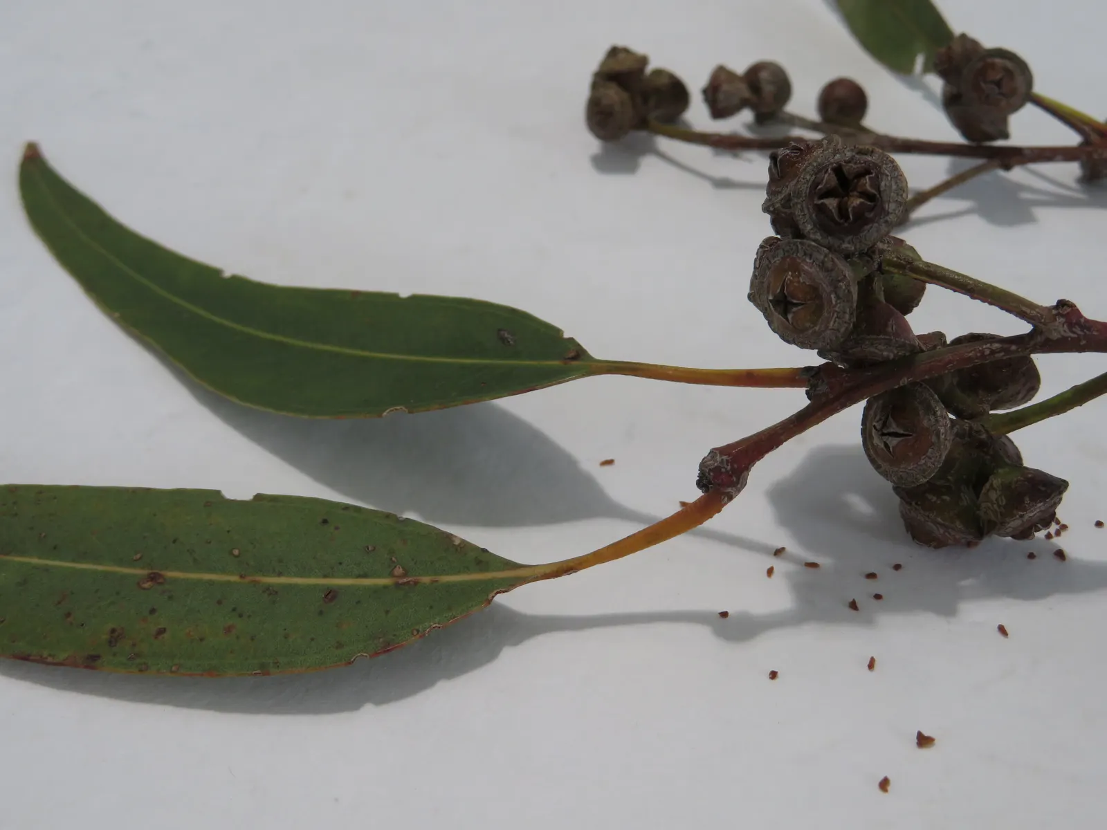 Flooded Gum (Eucalyptus Rudis) — It is tolerant of air pollution and can withstand moderate coastal conditions
