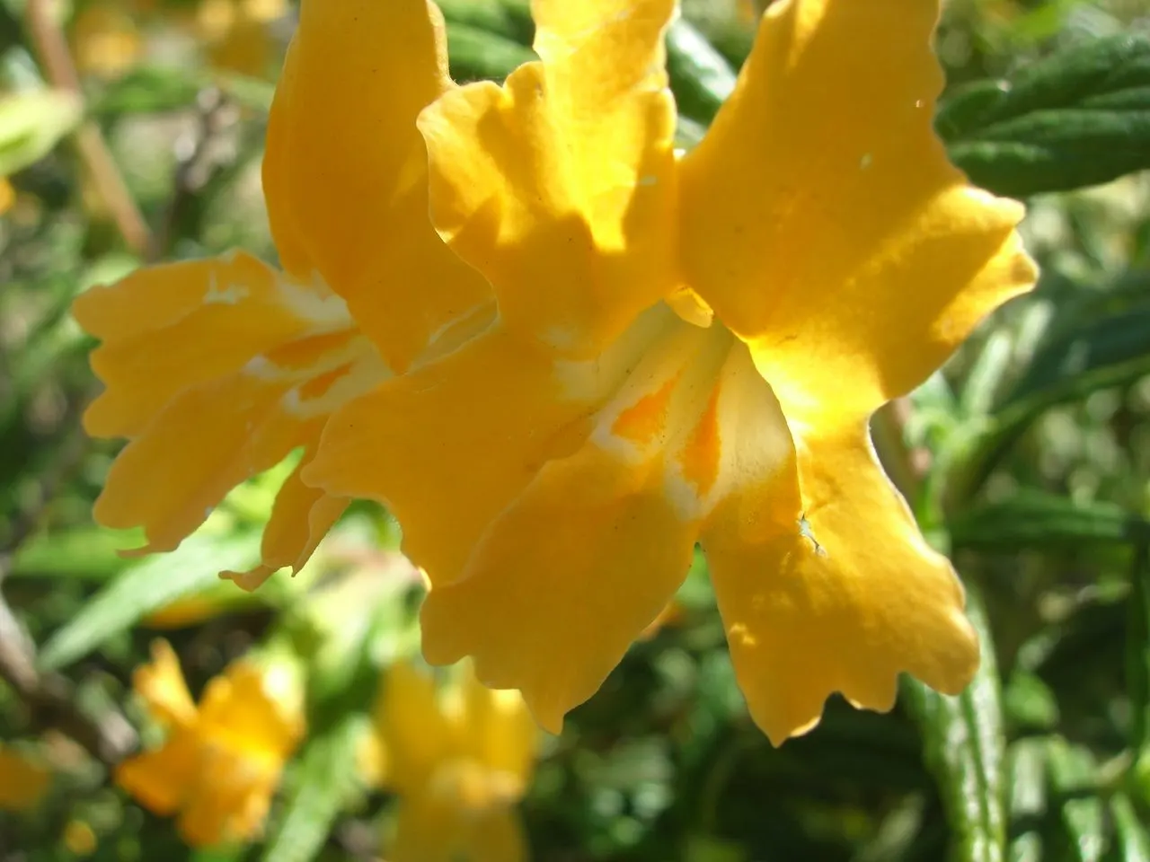 Orange Monkey Flower (Mimulus 'Orange') — the Orange Monkey Flower offers a long-lasting display of exuberant blooms; which are known for attracting