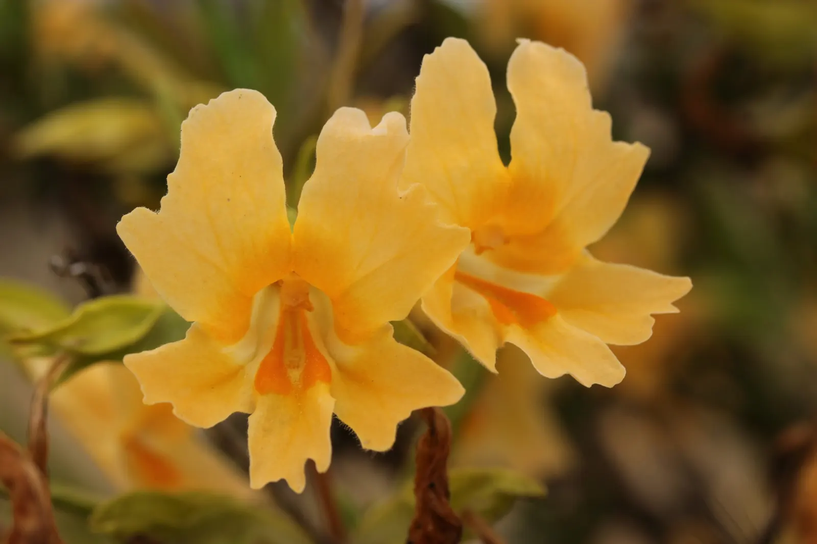 Orange Monkey Flower (Mimulus 'Orange') — The Orange Monkey Flower reaches a modest height of 1 to 2 feet tall and spans approximately 1 foot wide; it's a