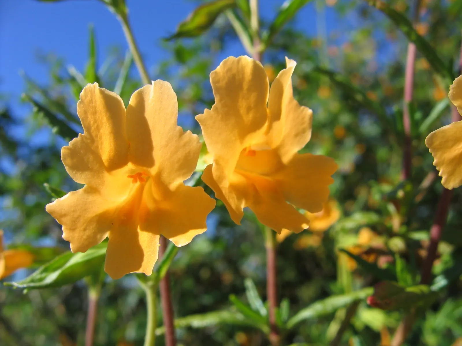 Orange Monkey Flower (Mimulus 'Orange') — Well-draining soil is essential to prevent root rot