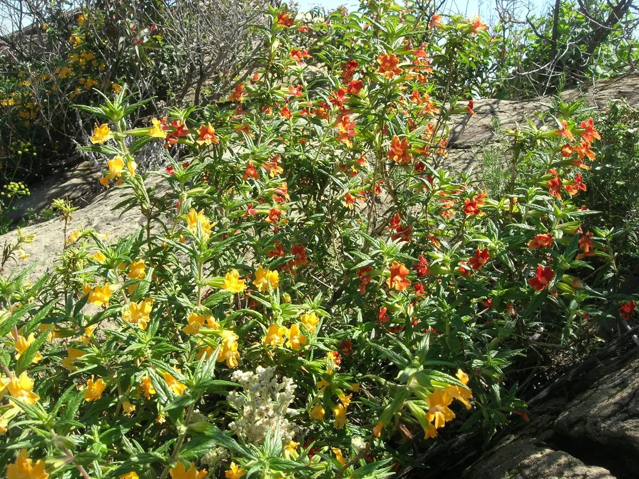 Orange Monkey Flower (Mimulus 'Orange') — which are known for attracting hummingbirds and pollinators