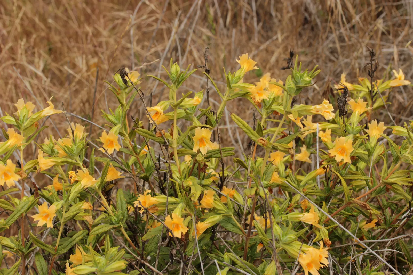Orange Monkey Flower (Mimulus 'Orange') — and a slightly acidic to neutral pH is beneficial for optimal growth; orange flowers in the garden