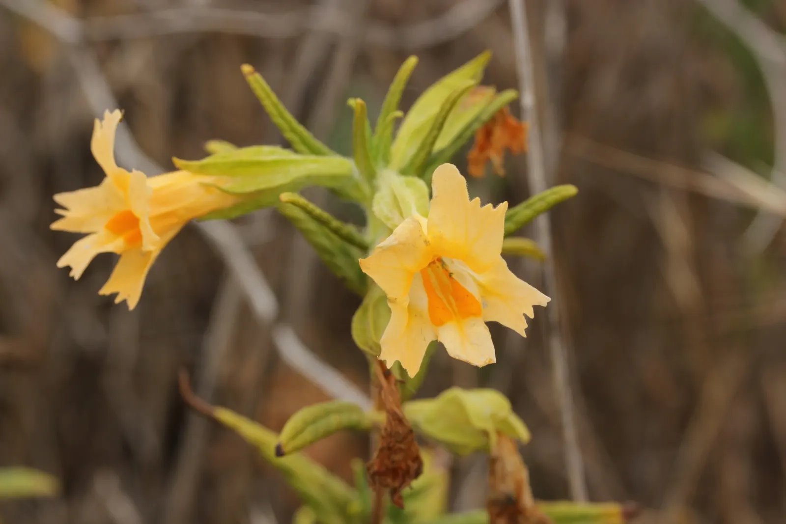 Orange Monkey Flower (Mimulus 'Orange') — perennial for full or half; or even as a fresh addition to water-wise landscaping schemes