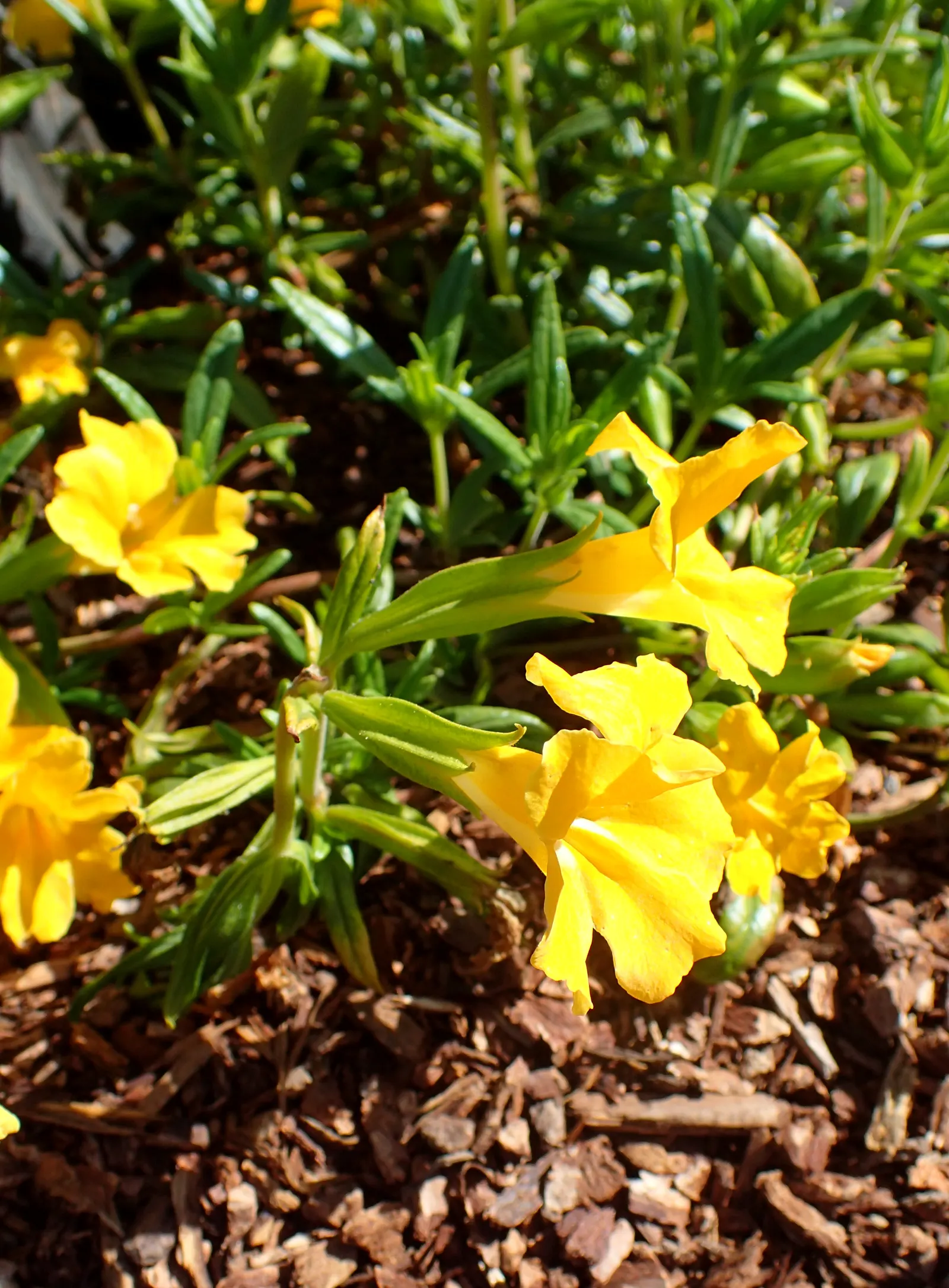 Orange Monkey Flower (Mimulus 'Orange') — is a vibrant perennial boasting bright orange blooms with a unique monkey-face appearance; the Orange Monkey Flower
