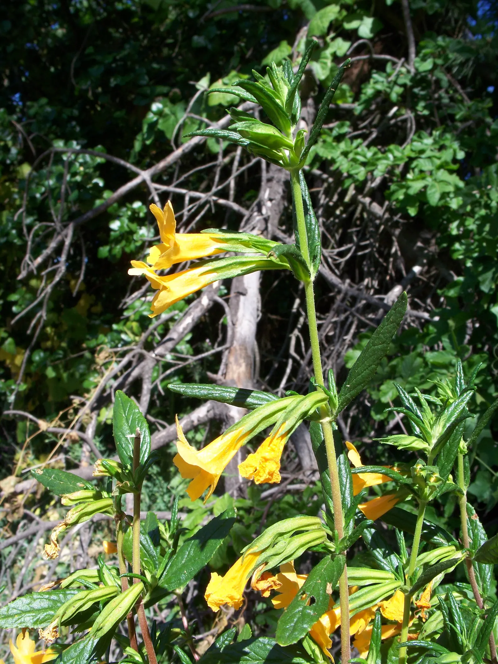 Orange Monkey Flower (Mimulus 'Orange') — adding both ecological value and visual interest to your garden; presents a vibrant splash of color with its