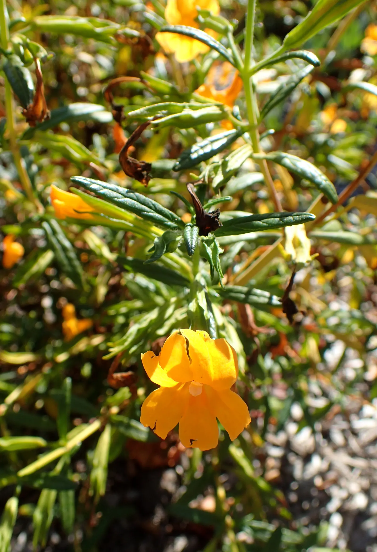 Orange Monkey Flower (Mimulus 'Orange') — presents a vibrant splash of color with its trumpet-shaped