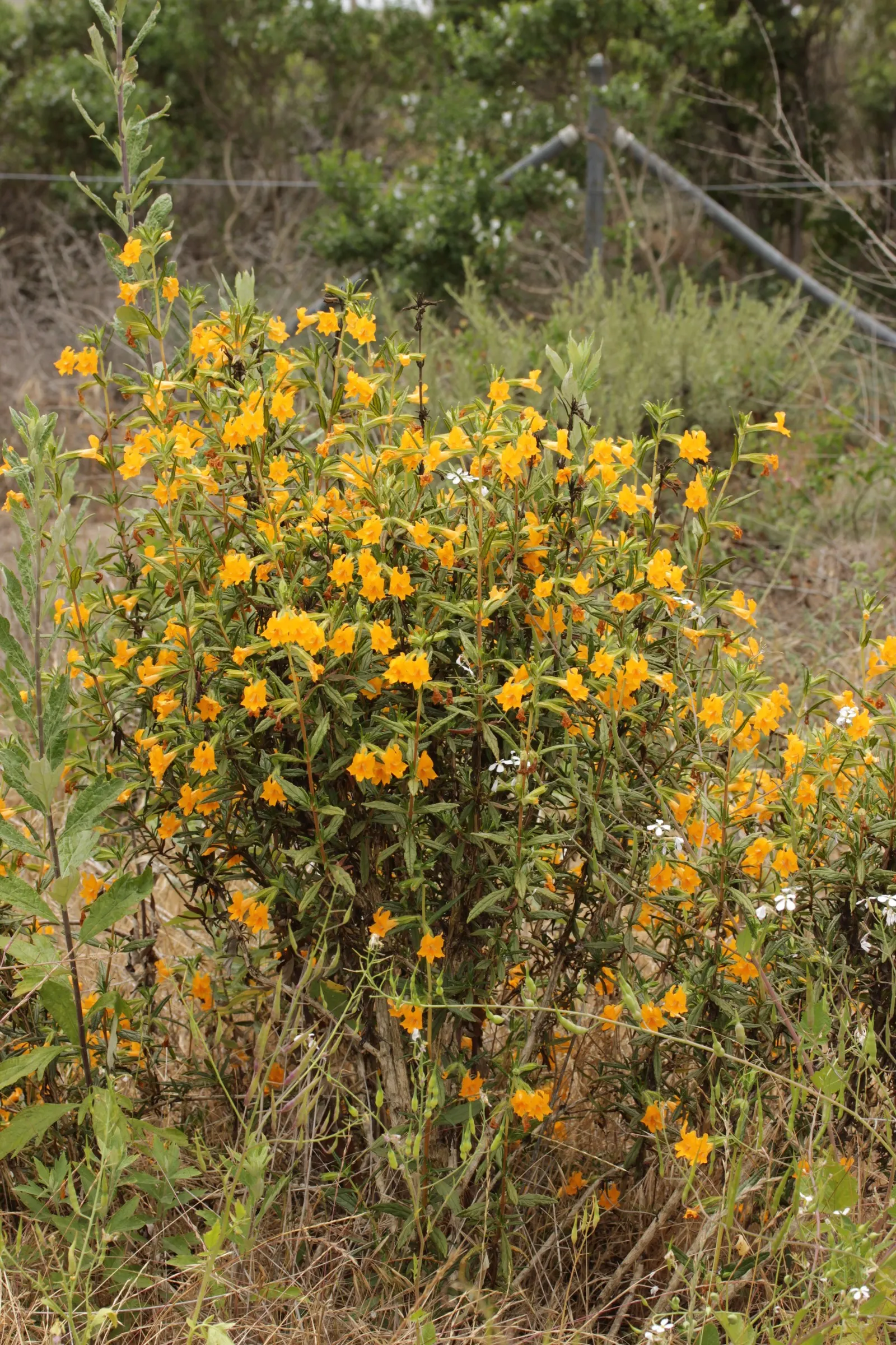 Orange Monkey Flower (Mimulus 'Orange') — mimicking its natural streamside habitat; exemplifying resilience in varying climates