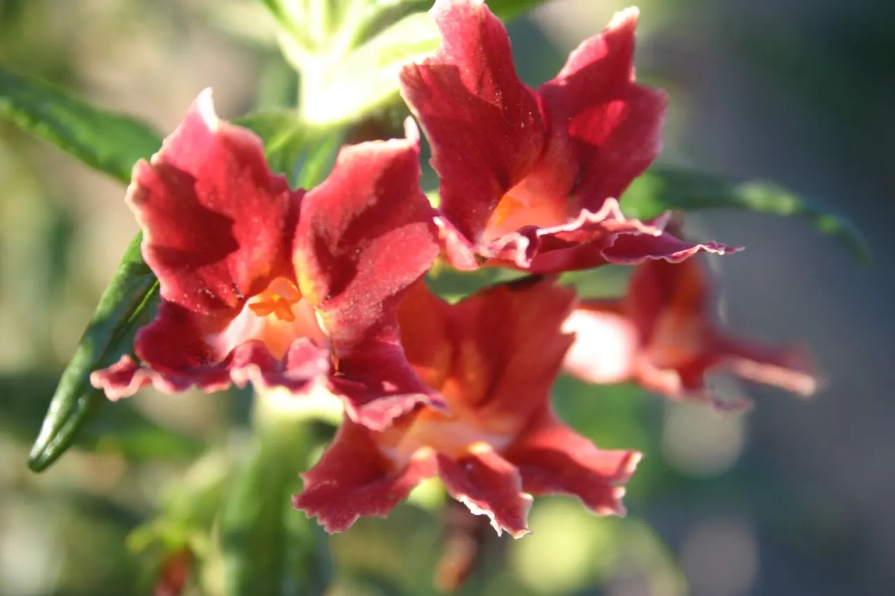 Orange Monkey Flower (Mimulus 'Orange') — which are known for attracting hummingbirds and pollinators; perennial for full or half