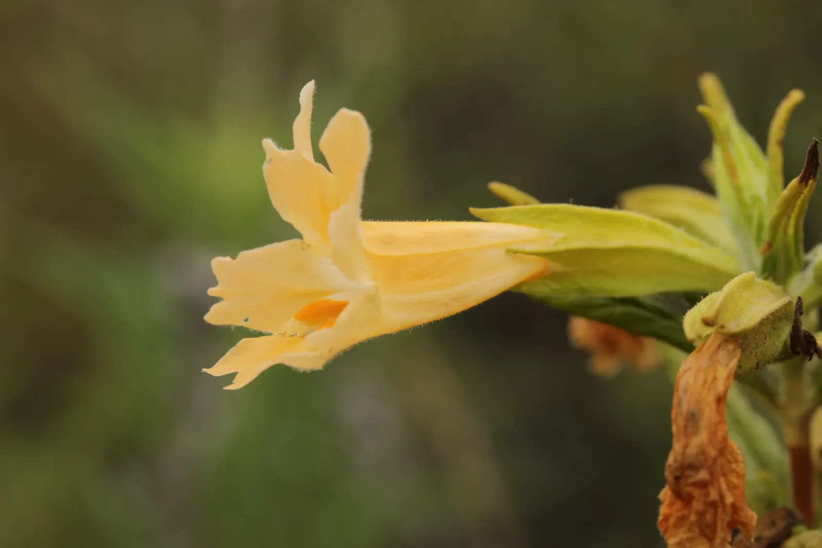 Orange Monkey Flower (Mimulus 'Orange') — presents a vibrant splash of color with its trumpet-shaped; adding both ecological value and visual interest to your