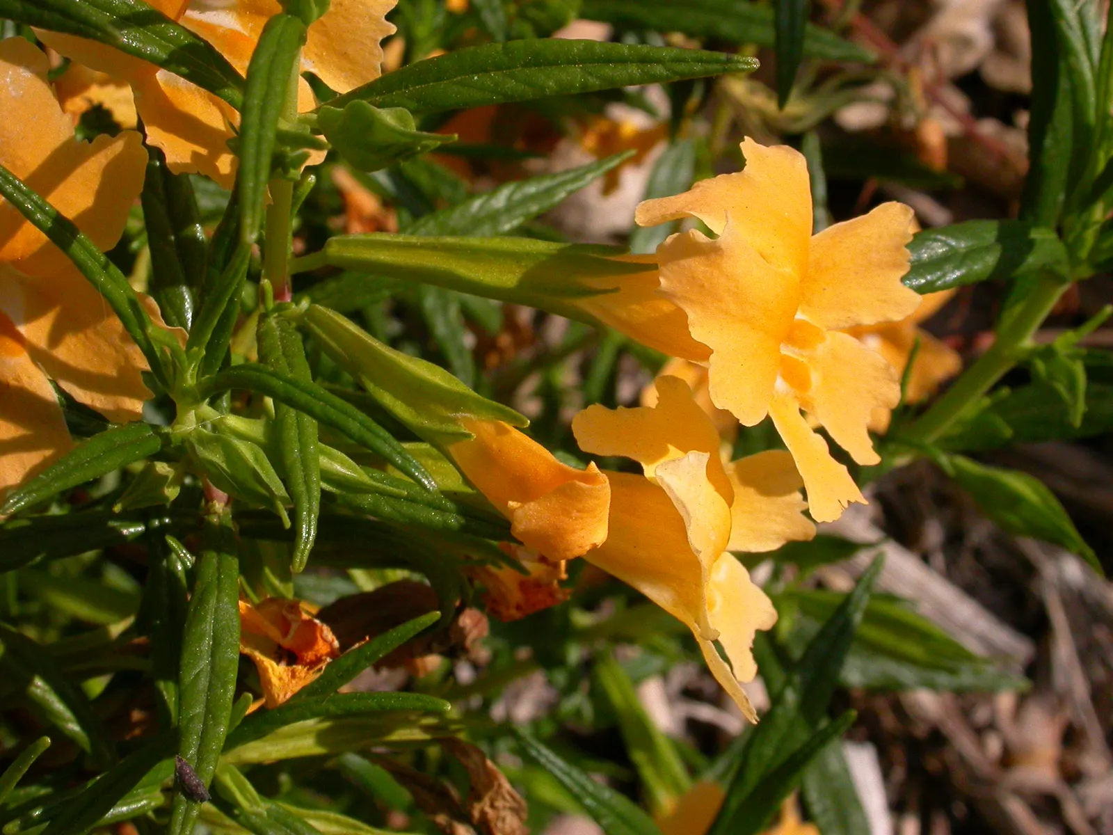Orange Monkey Flower (Mimulus 'Orange') — is a vibrant perennial boasting bright orange blooms with a unique monkey-face appearance; the Orange, image 54