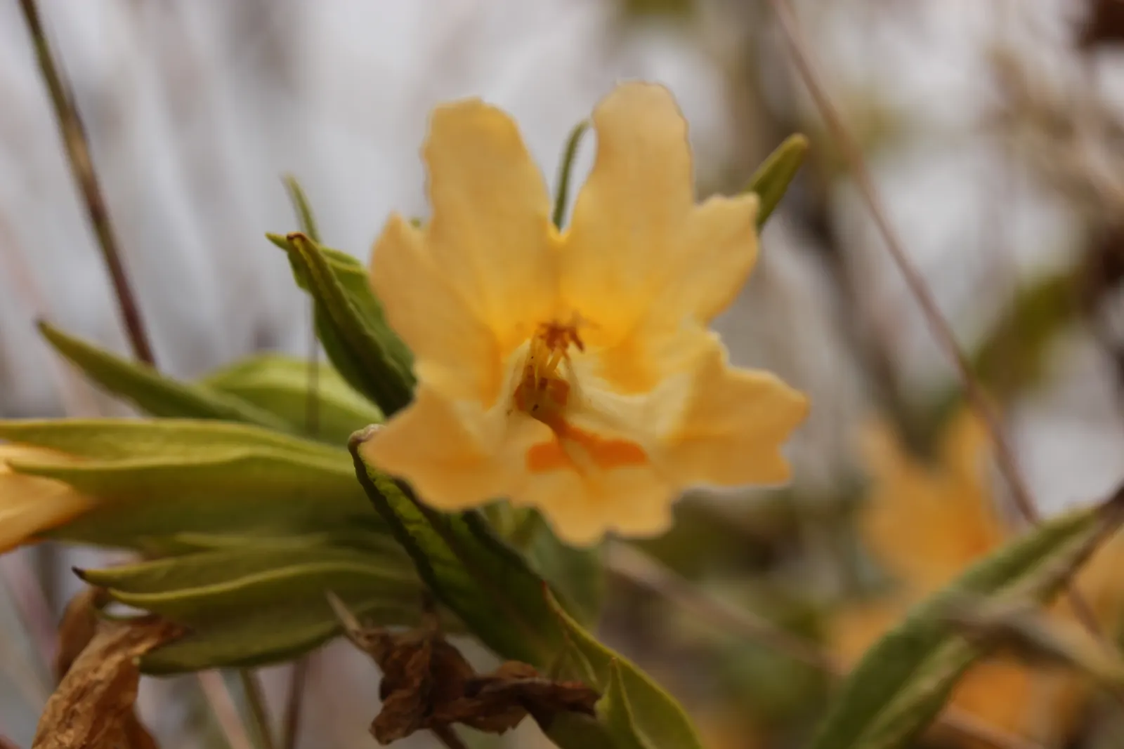 Orange Monkey Flower (Mimulus 'Orange') — Attracting hummingbirds and butterflies, it's ideal for water-wise gardens, borders, and containers