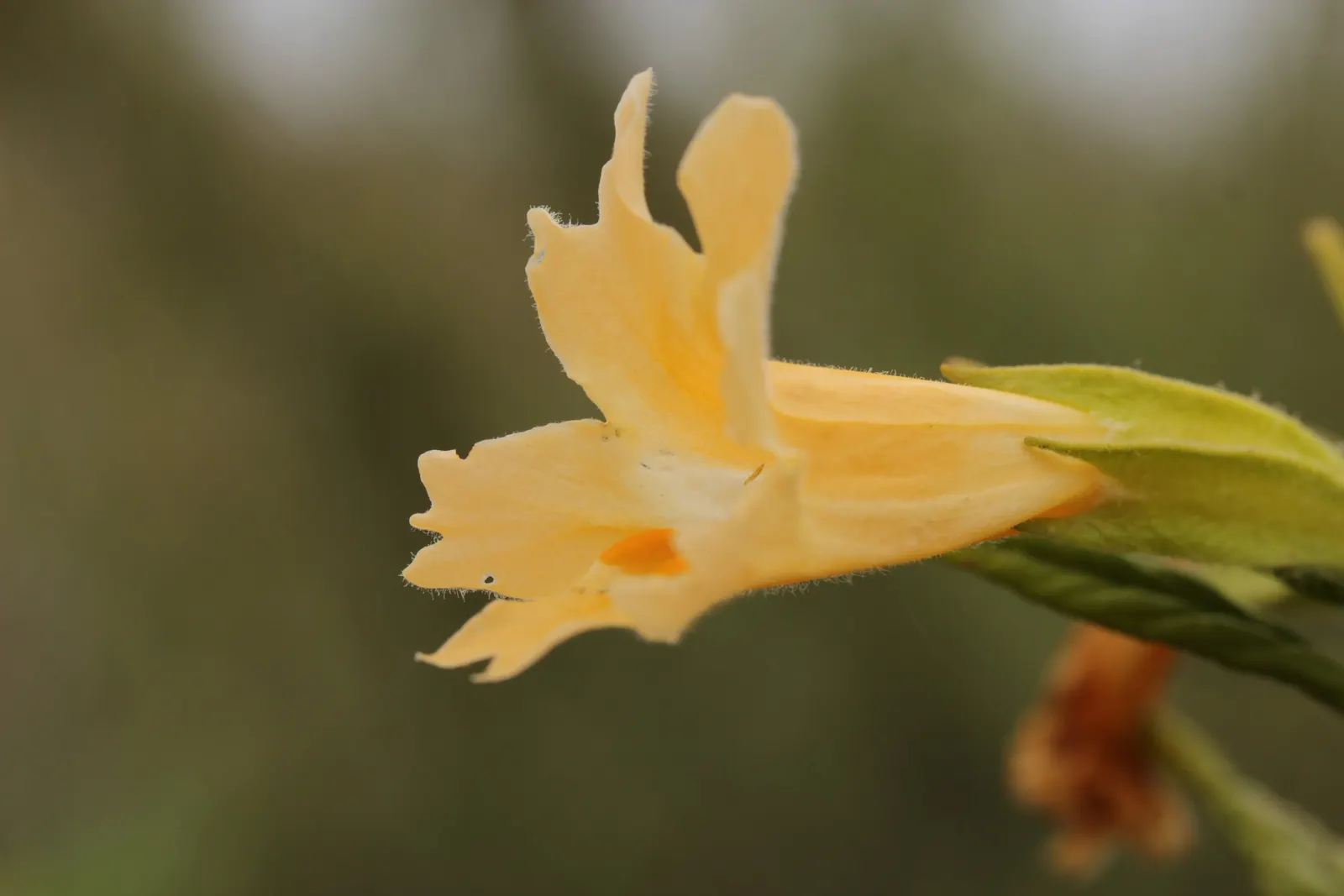 Orange Monkey Flower (Mimulus 'Orange') — Mimulus 'Orange' performs best with consistent moisture; hardy in USDA zones 9-11, it thrives in full sun to partial