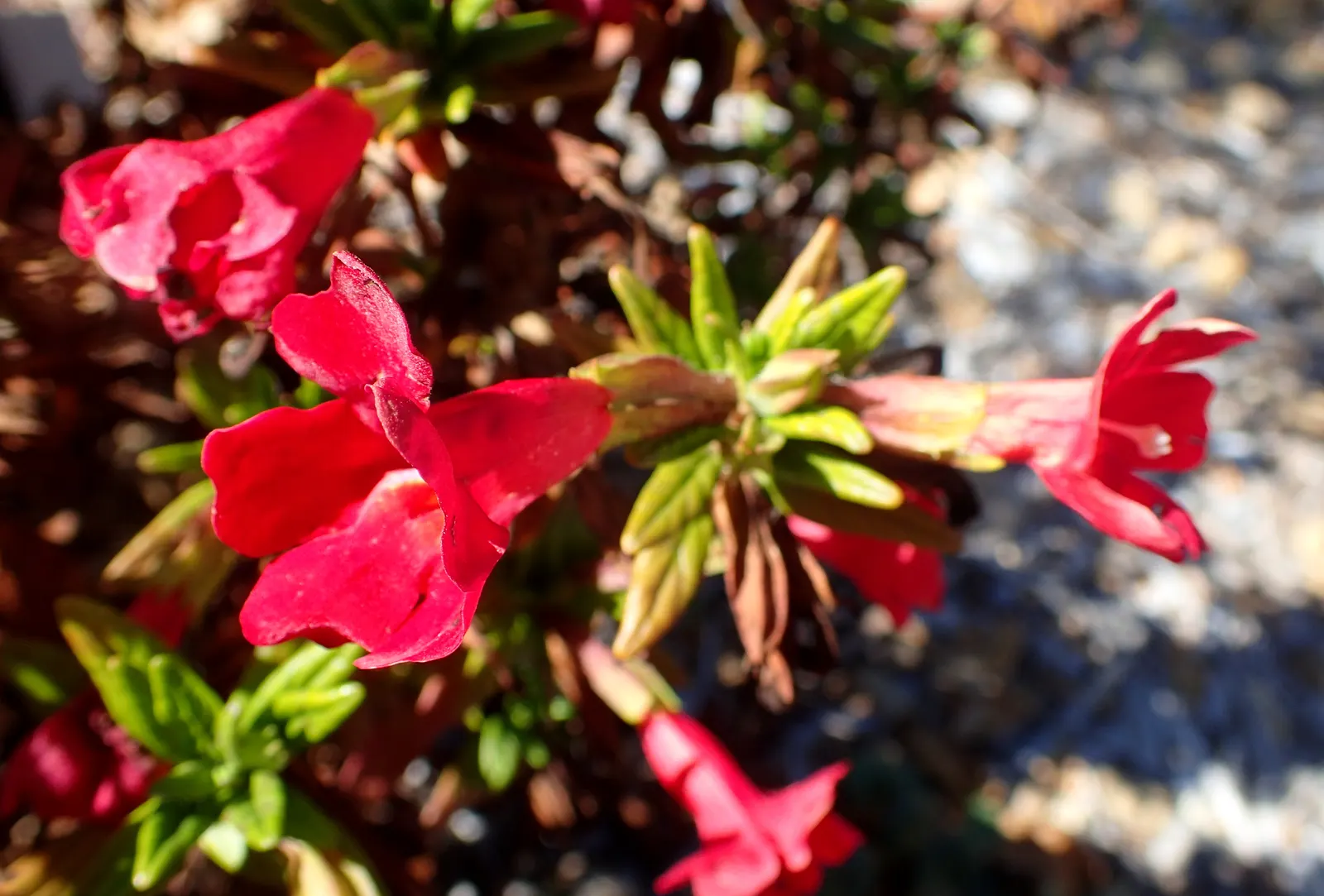 Orange Monkey Flower (Mimulus 'Orange') — perennial with orange blooms