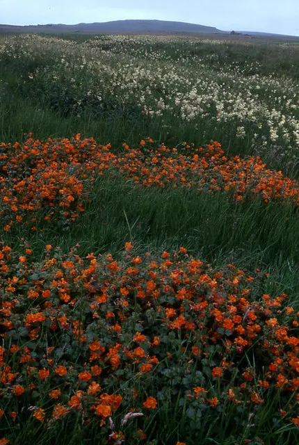 Orange Monkey Flower (Mimulus 'Orange') — commonly referred to as Orange Monkey Flower; mimicking its natural streamside habitat