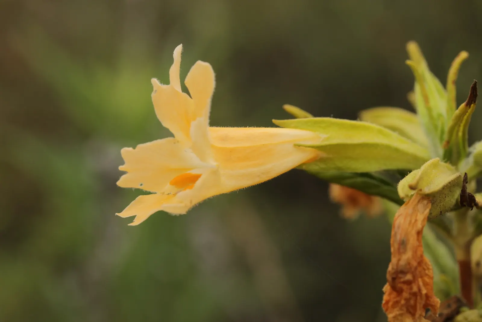 Orange Monkey Flower (Mimulus 'Orange') — exemplifying resilience in varying climates; and a slightly acidic to neutral pH is beneficial for optimal growth