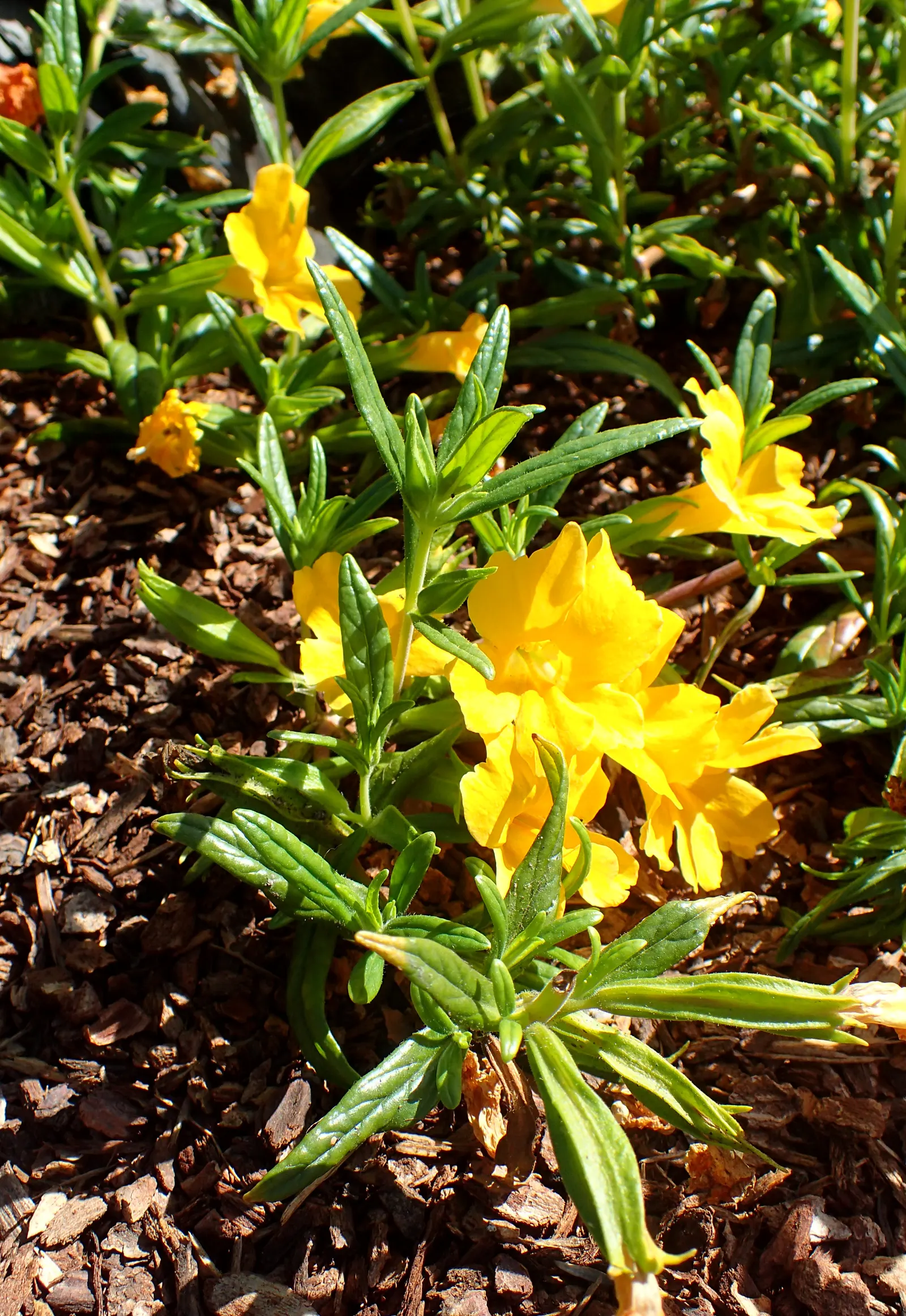 Orange Monkey Flower (Mimulus 'Orange') — thrives across USDA Hardiness Zones 6 to 10; native to the western United States