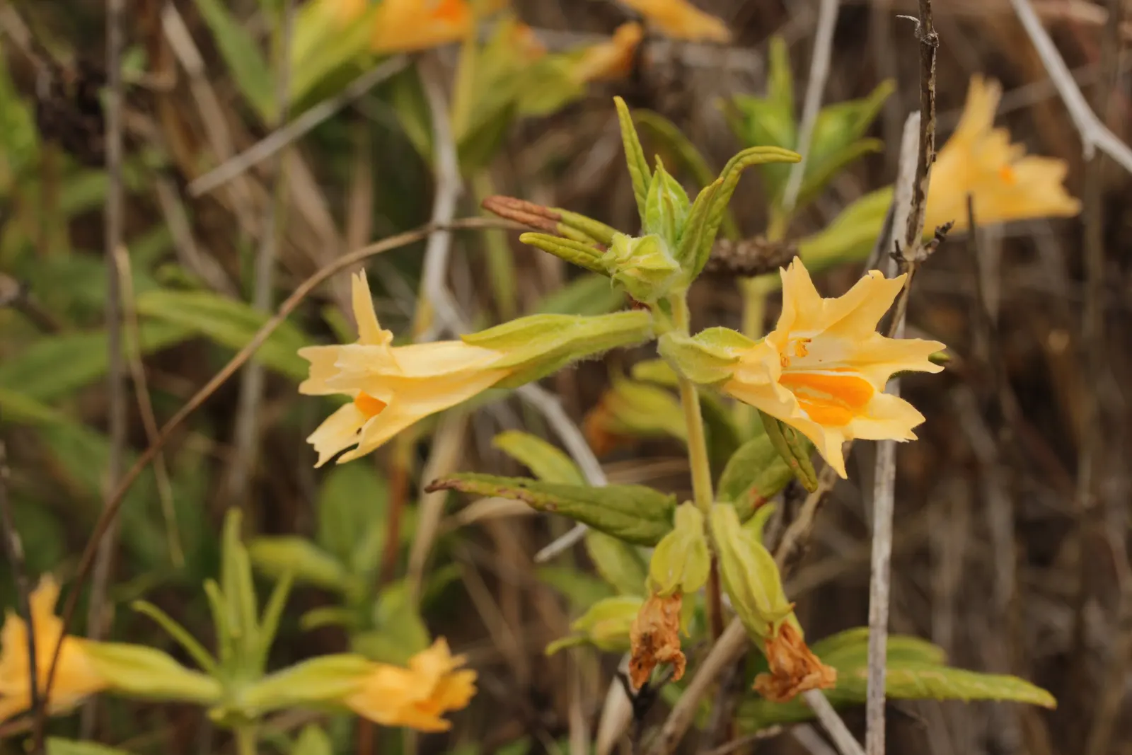 Orange Monkey Flower (Mimulus 'Orange') — commonly known as Orange Monkey Flower